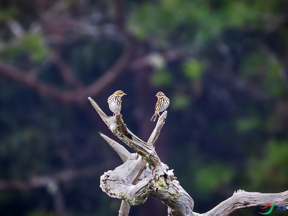 _B3A3341����-���� ����.jpg