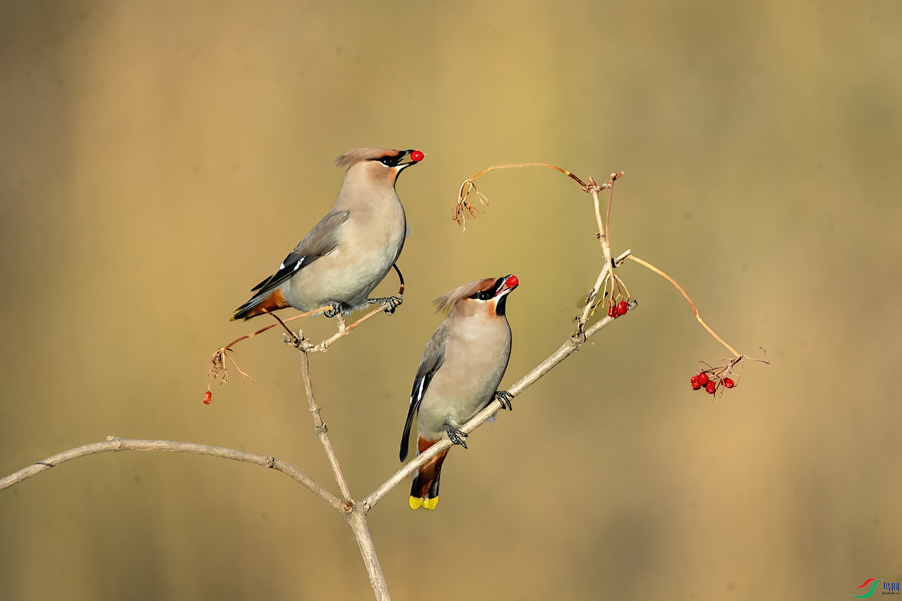 AW4I0784 ����.jpg