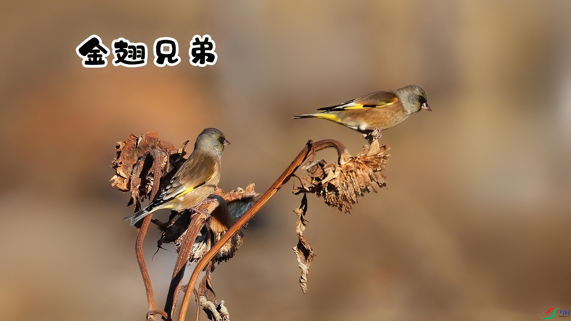 ����ֵ�-���� ����.jpg