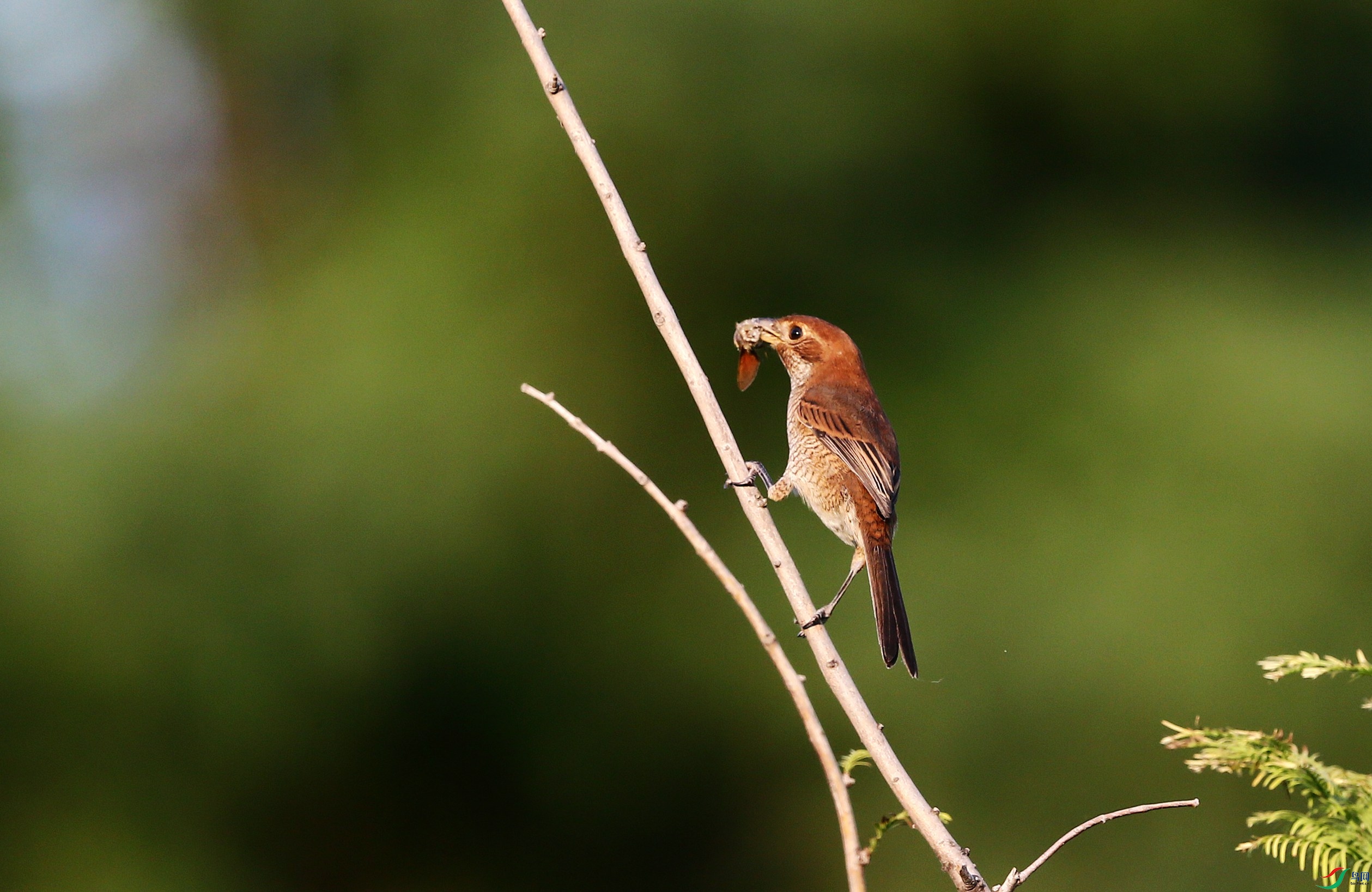 ţͷ���� (43).JPG