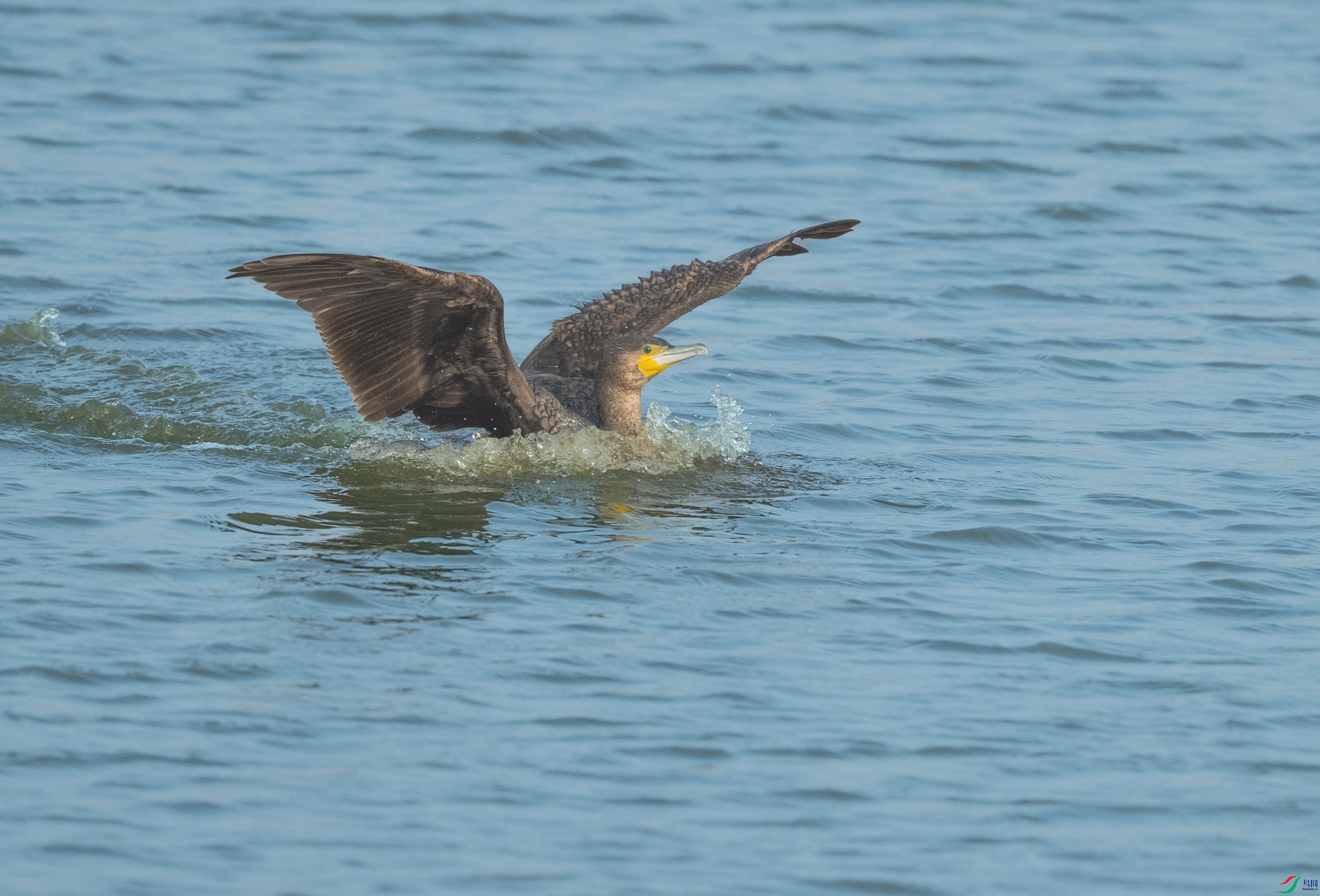 DSC_1290.jpg
