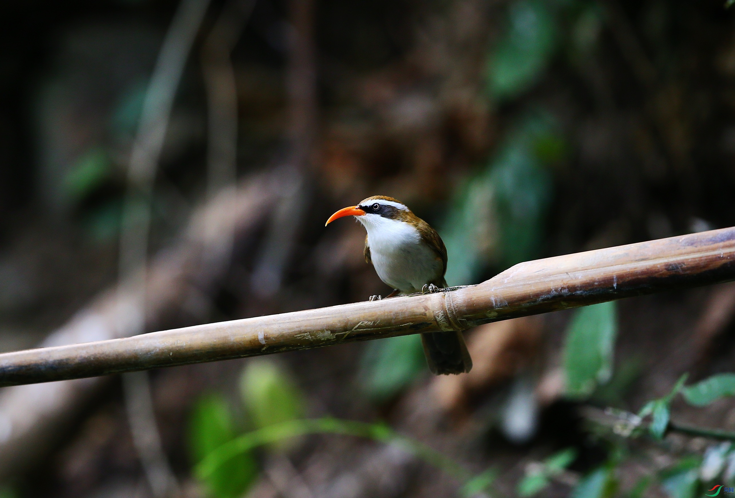 ���카���� (37).JPG