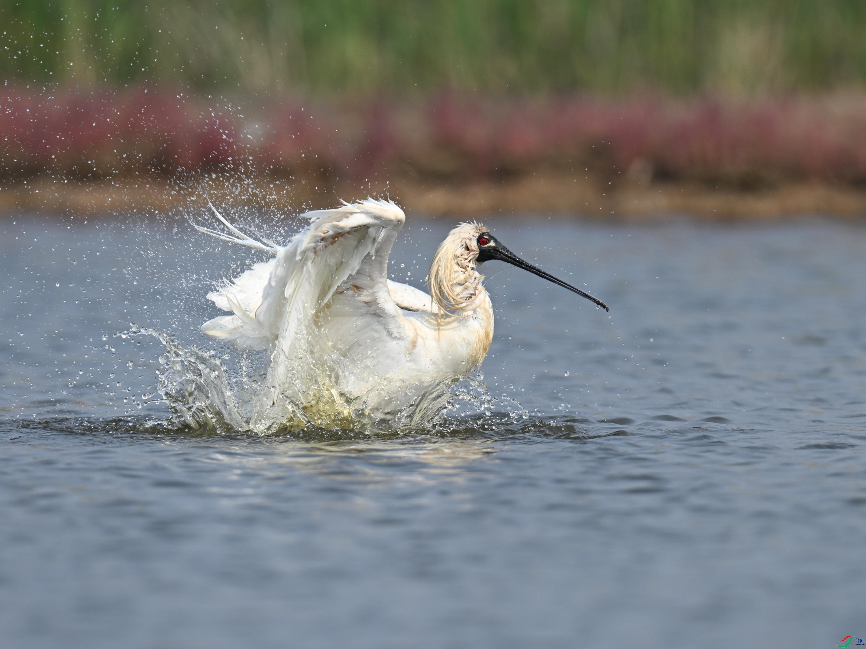 �������� (65).jpg