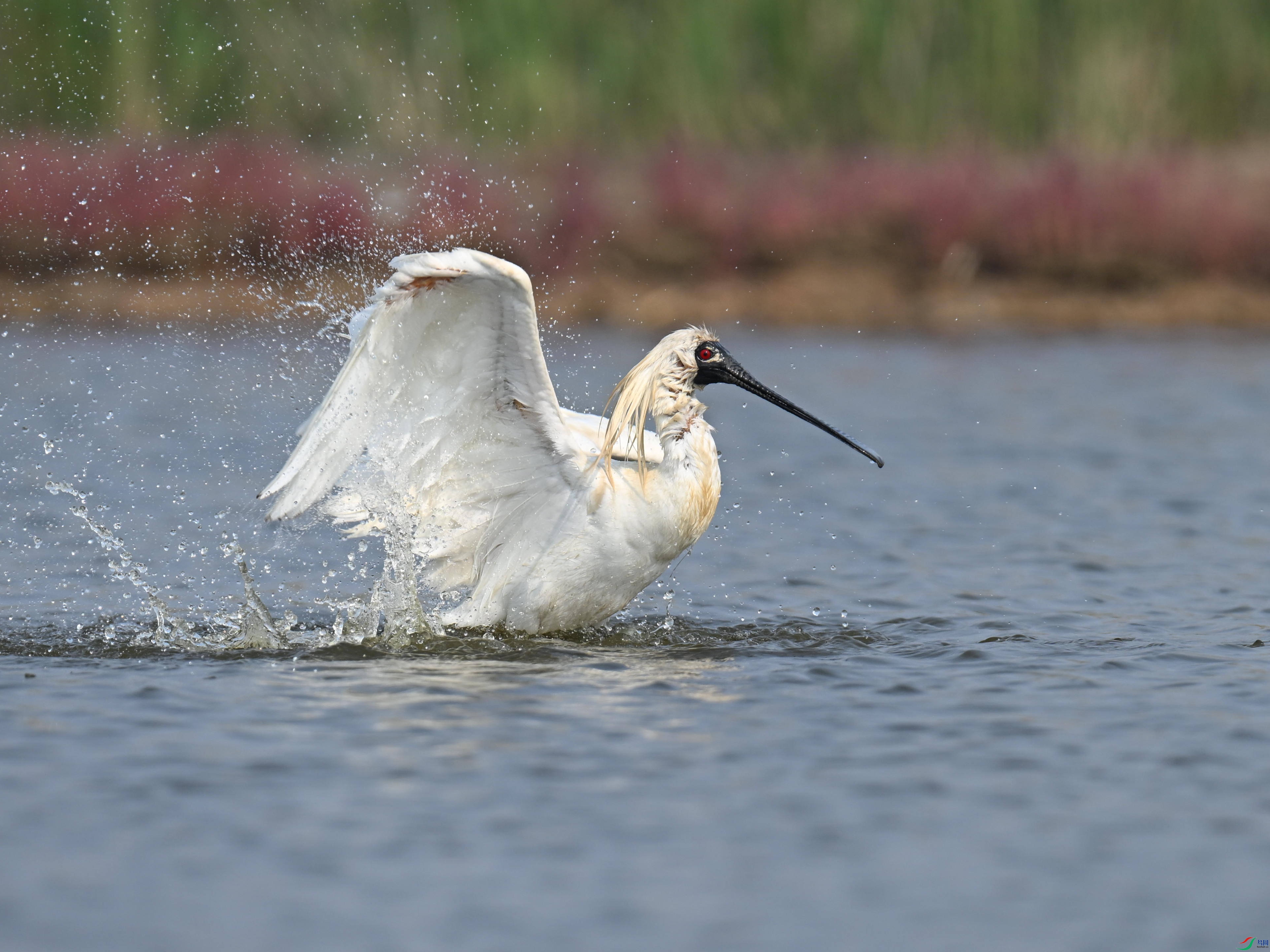 �������� (67).jpg