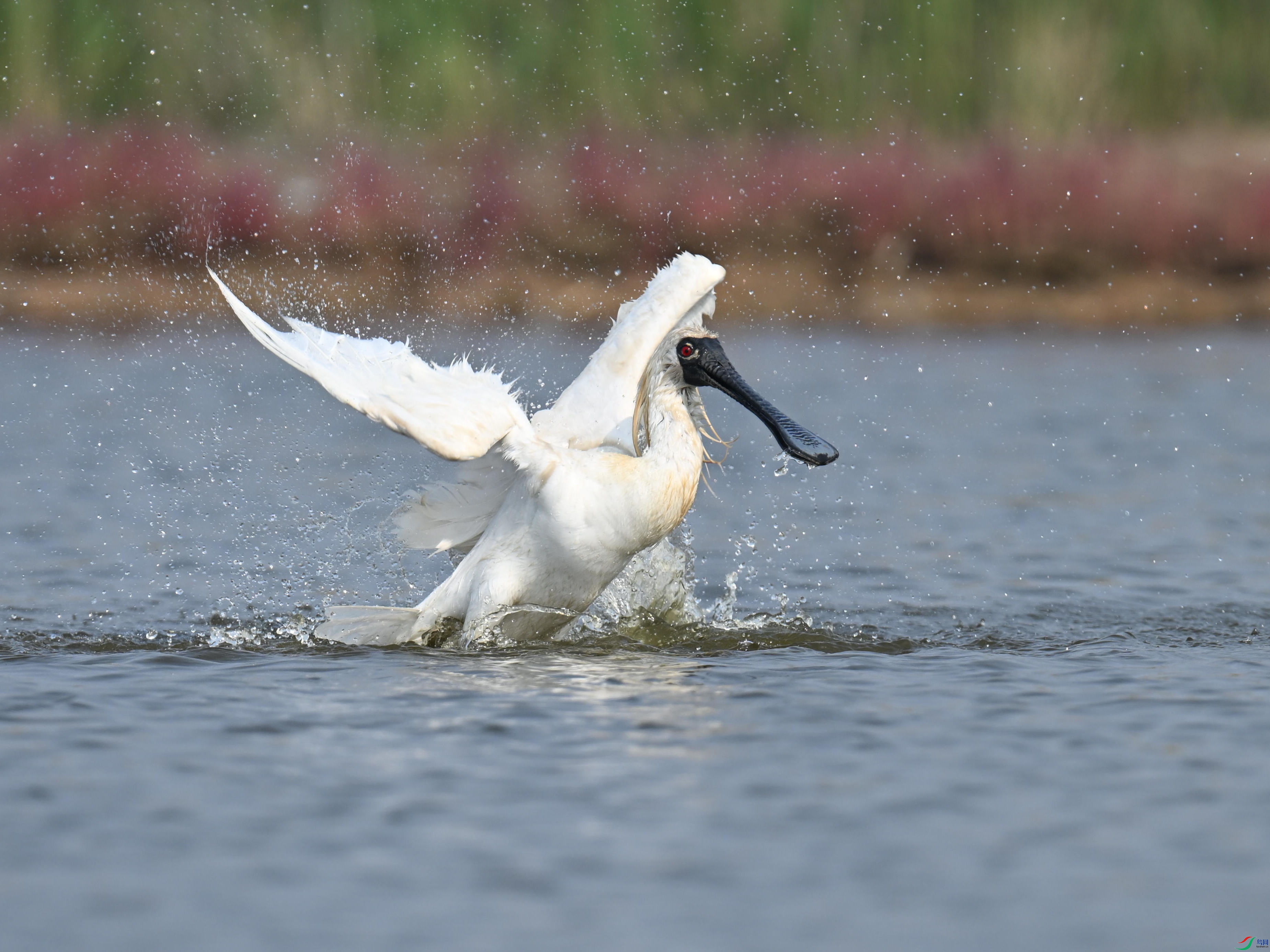 �������� (69).jpg