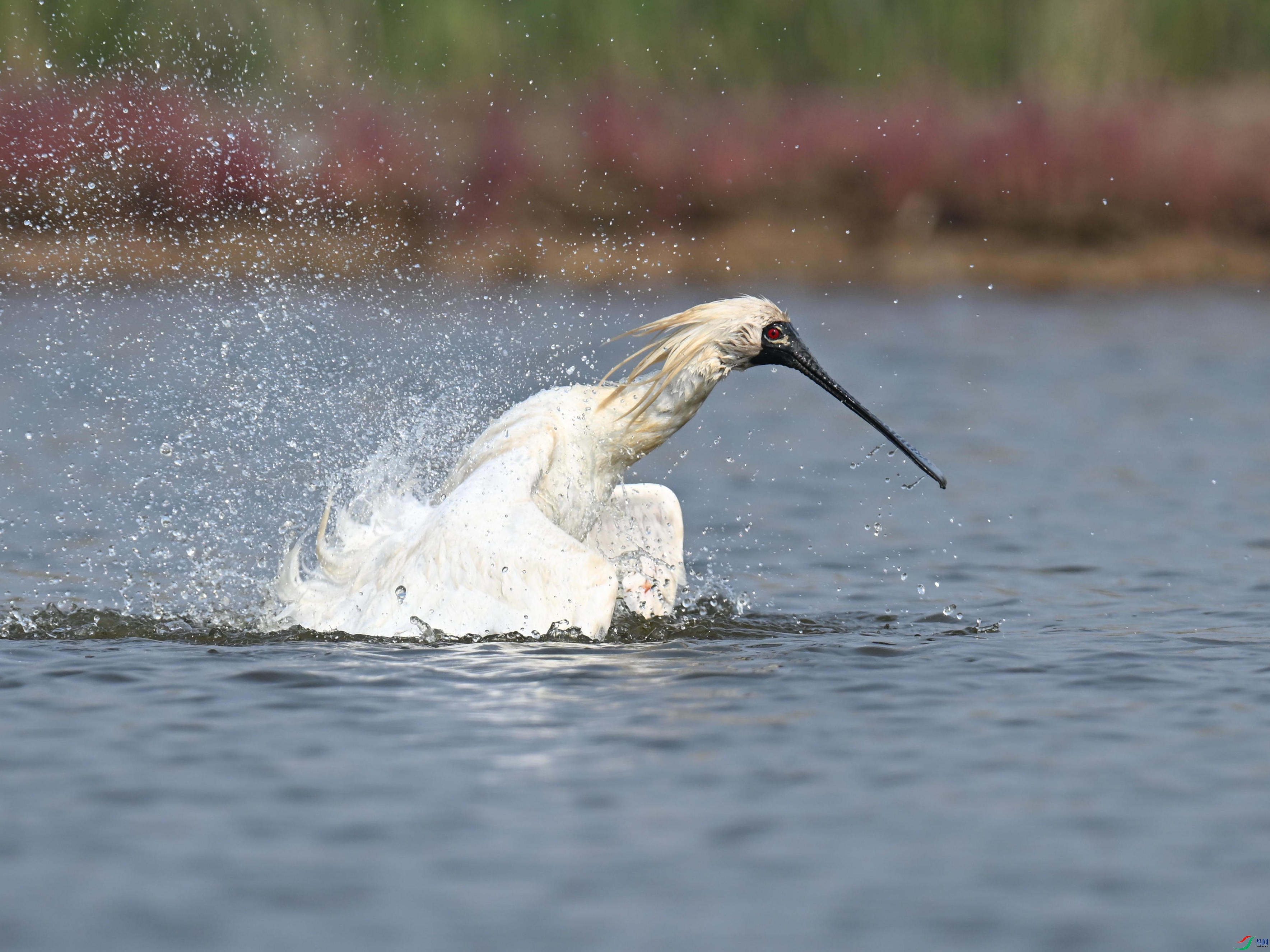 �������� (70).jpg