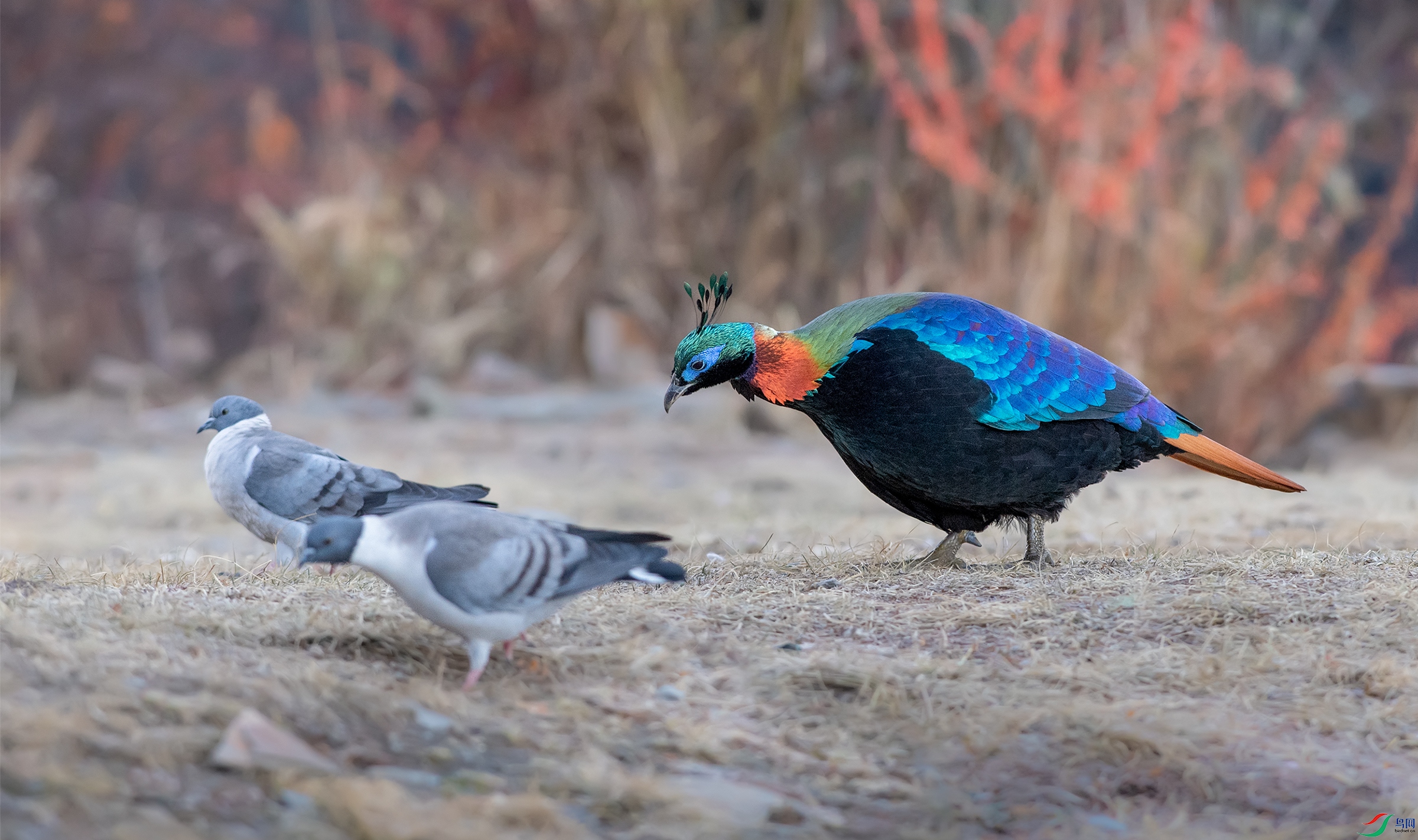 DSC_8122-21.jpg