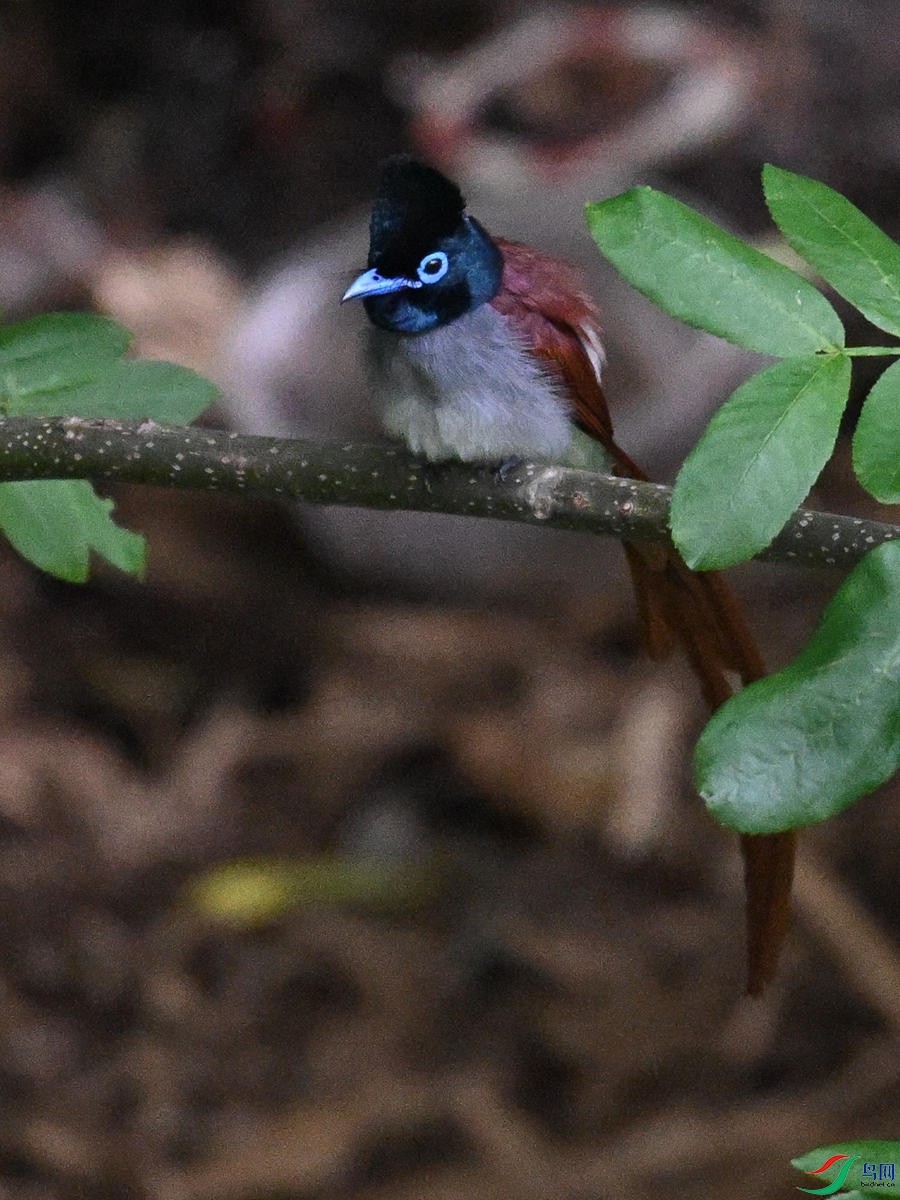 DSC_8156.JPG