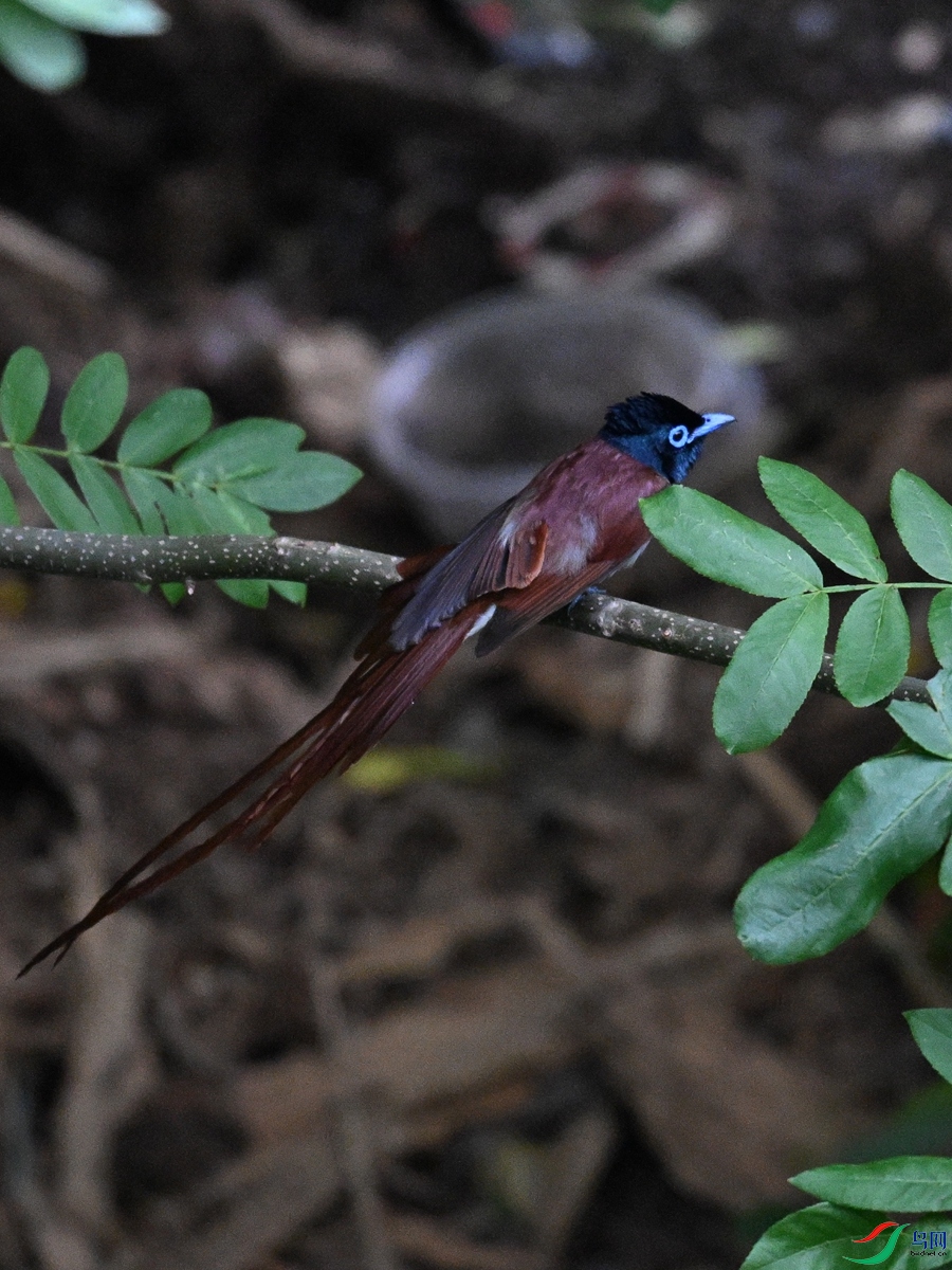 DSC_8175.JPG