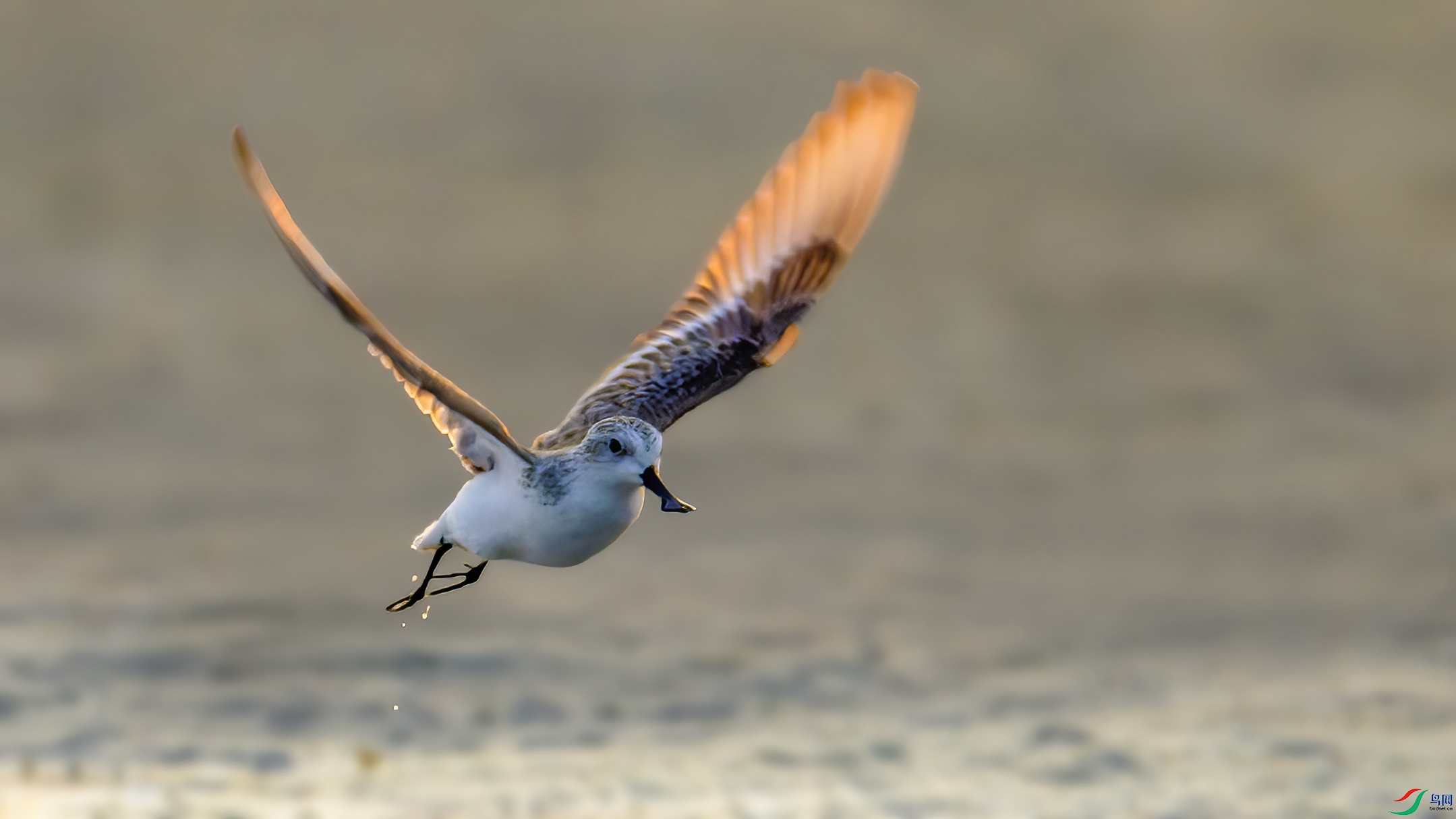 _DSC0620-NEF_DxO_DeepPRIME ����.jpg