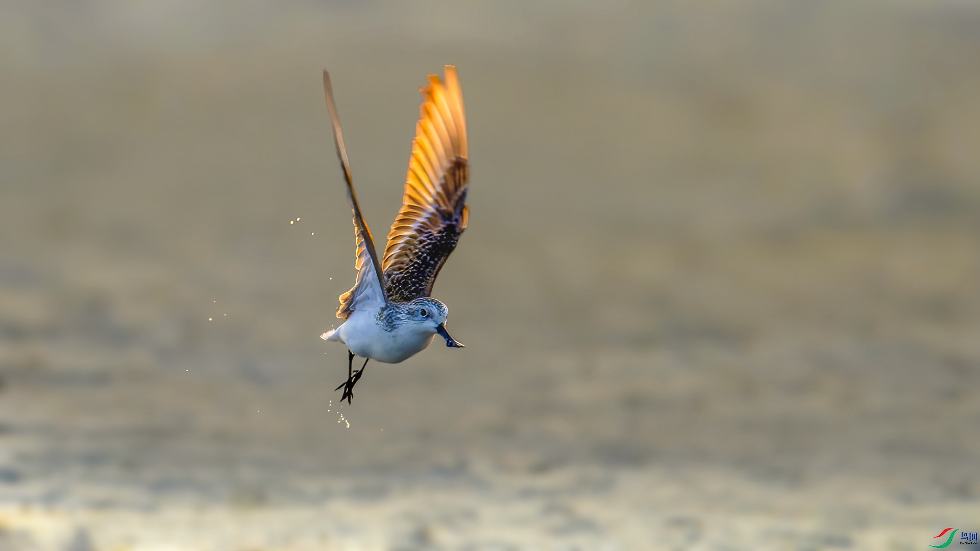 _DSC0621-NEF_DxO_DeepPRIME01 ����01.jpg