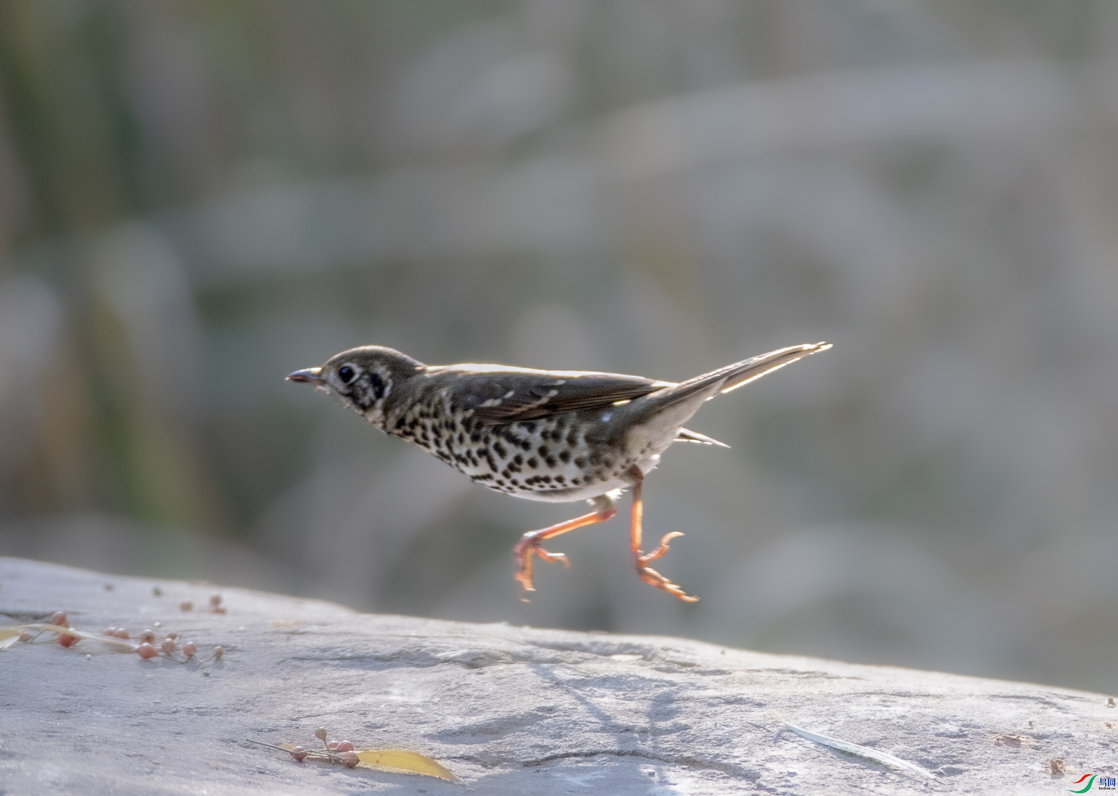 A79I8685 ����.jpg