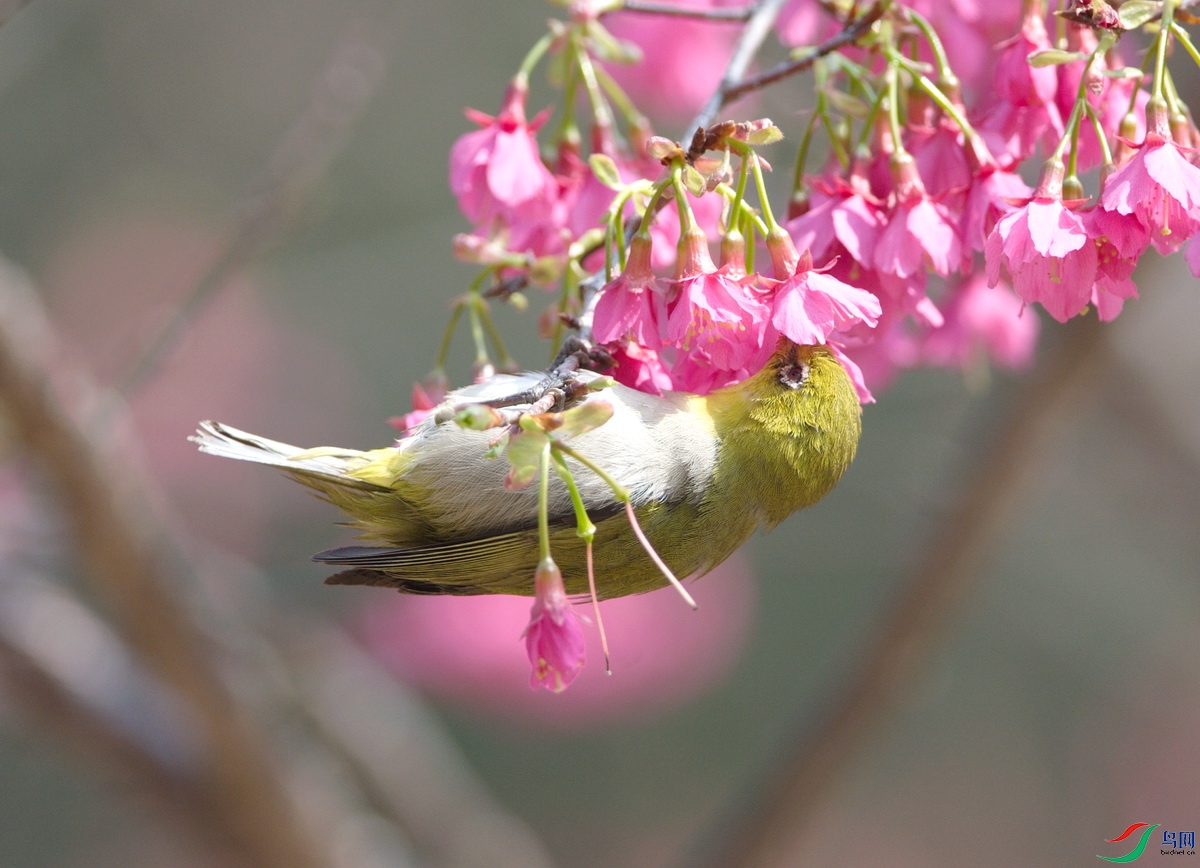 DSC_9634z_������С.jpg