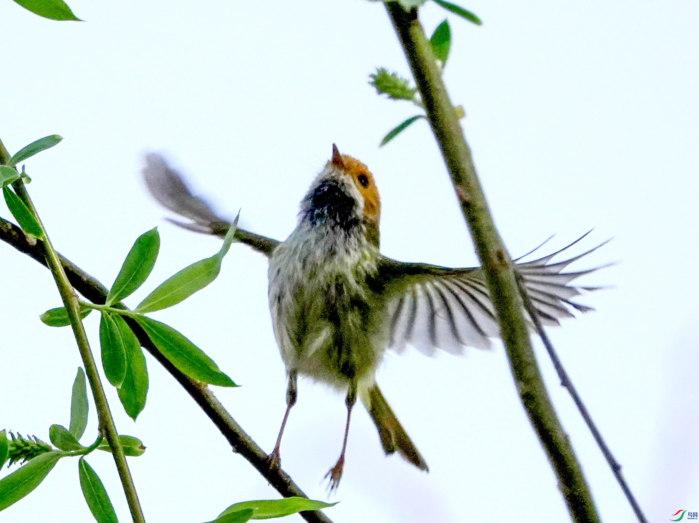 SONY DSC-RX10M4_20250328_152322.Id_80000000000148e.jpg