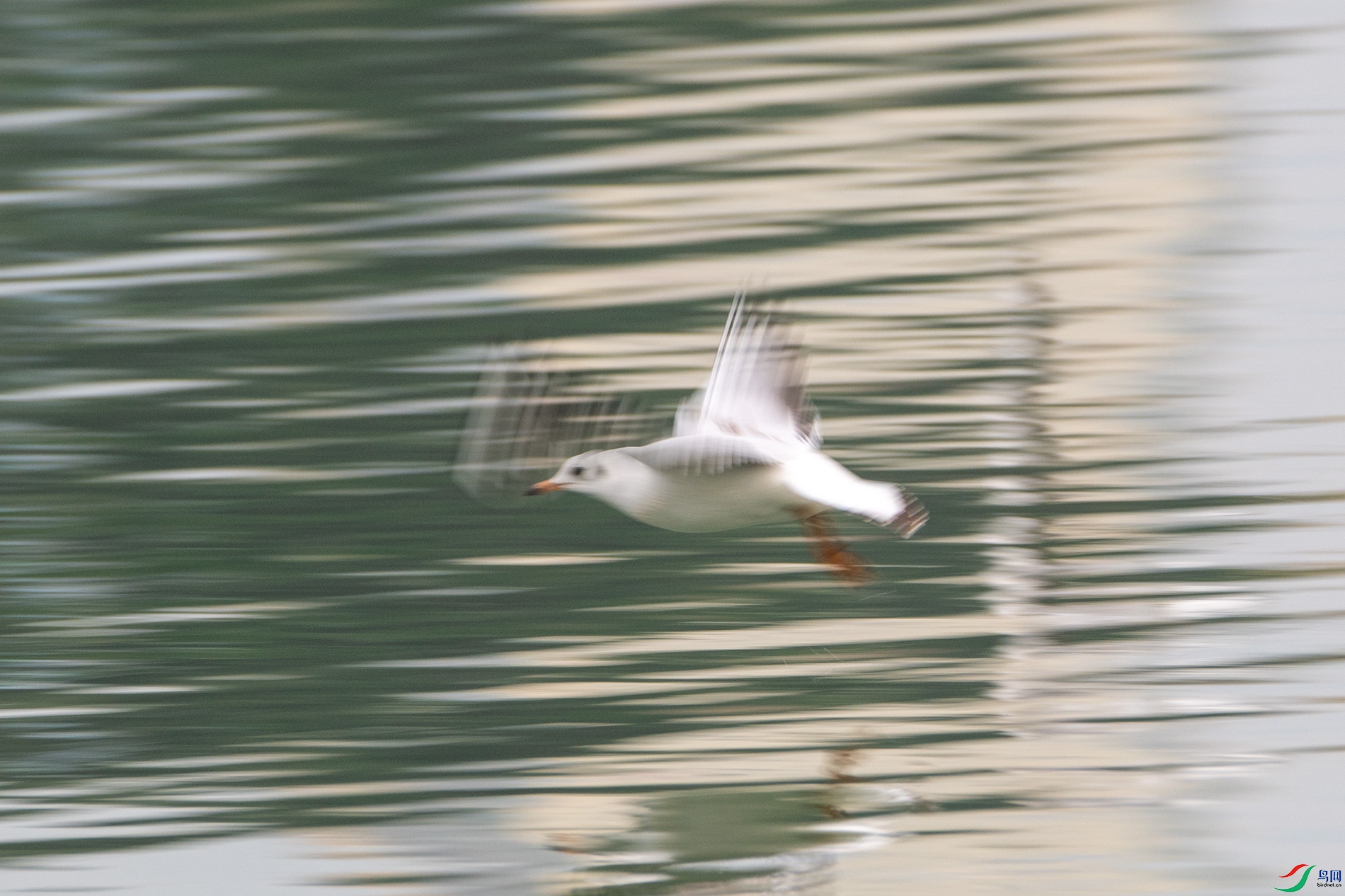 DSC_4570 0.jpg