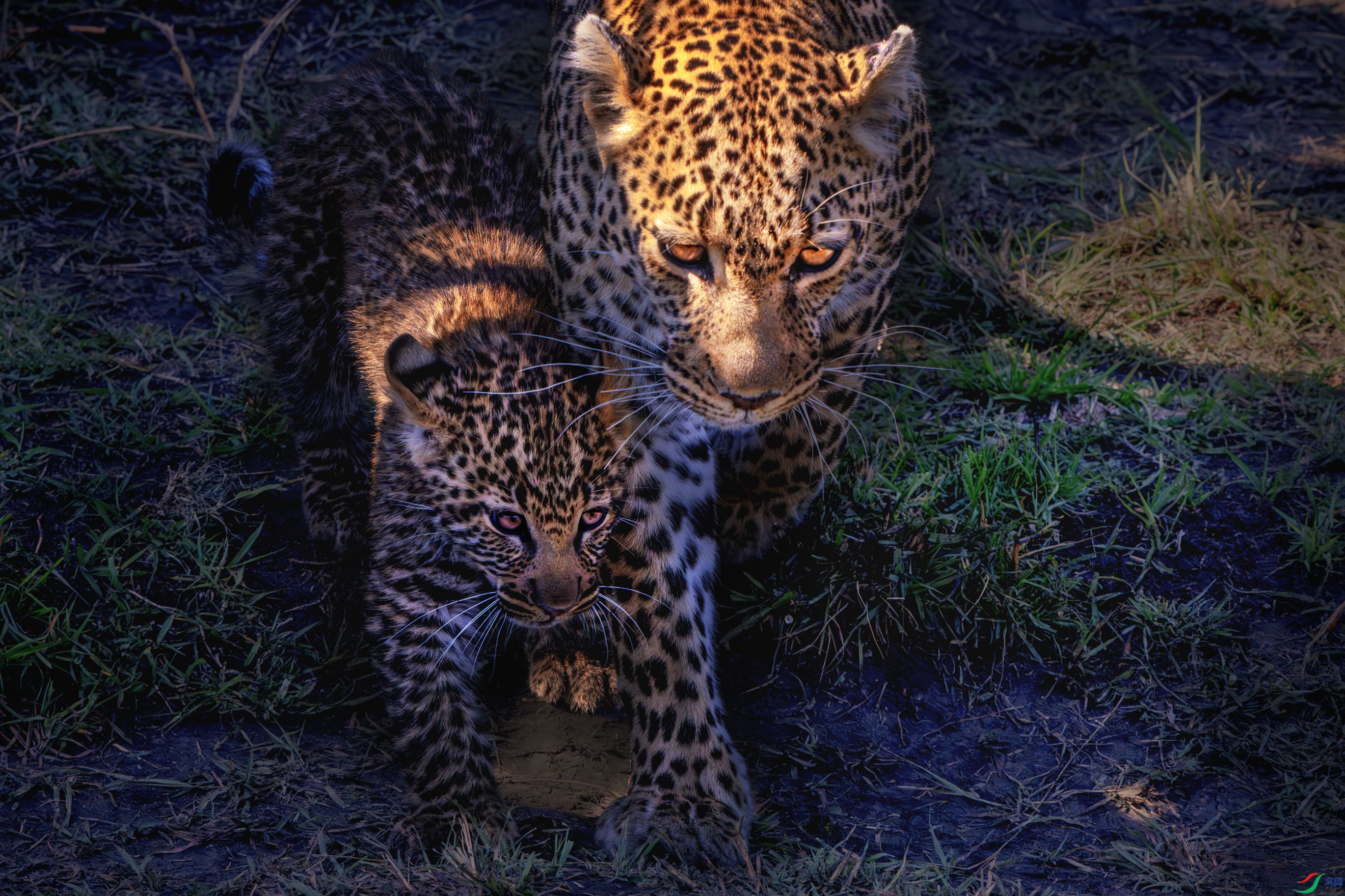 _DSC5454-����ǿ-NR ����1.jpg