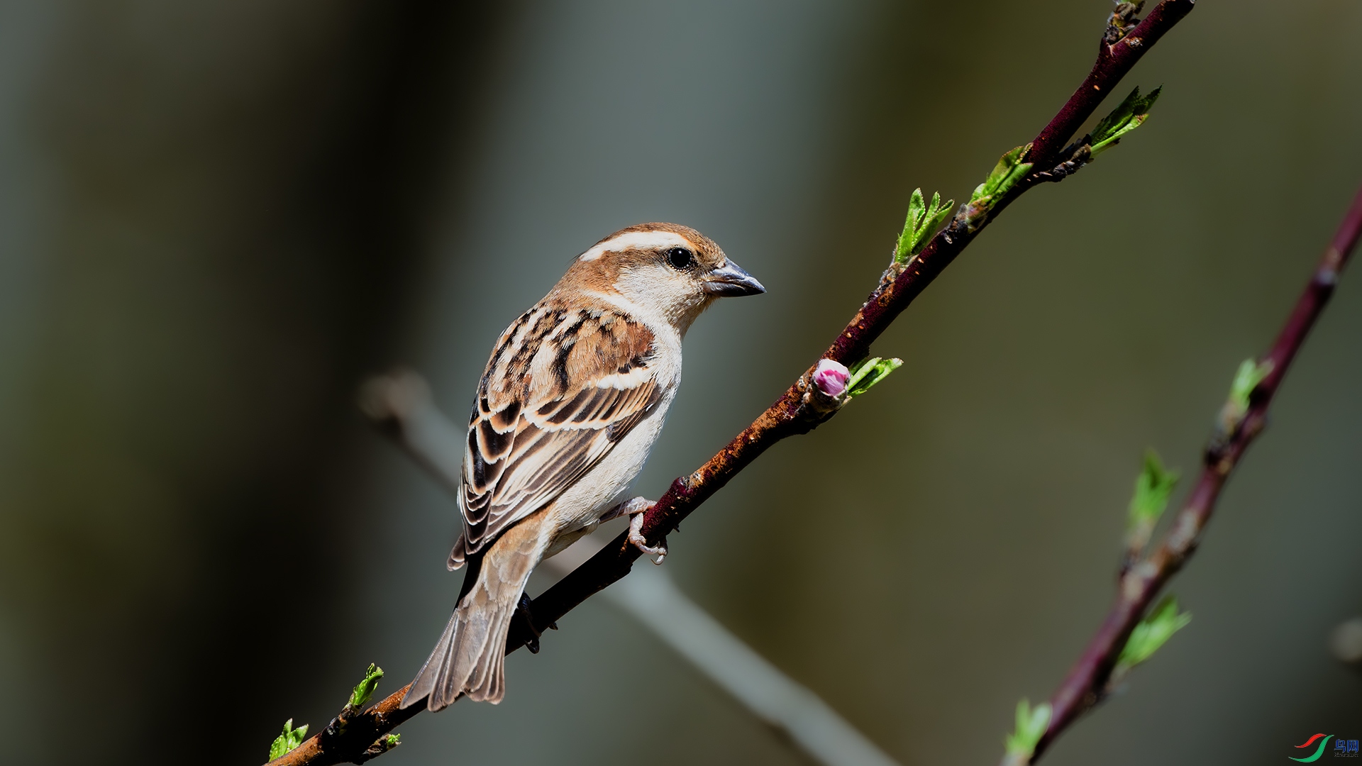 DSC_8529-����ǿ-NR ����.jpg