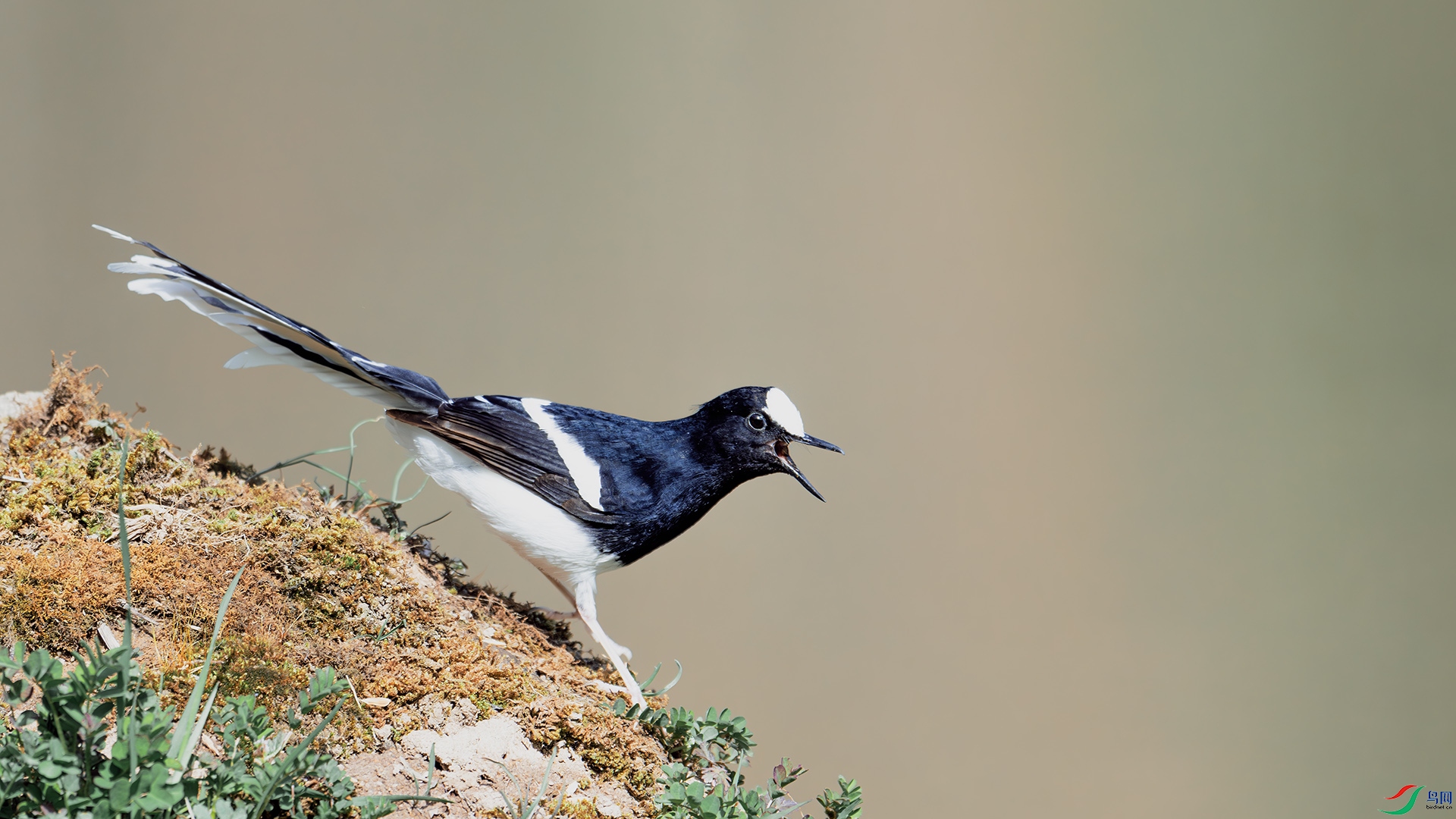 DSC_0286-����ǿ-NR ����.jpg