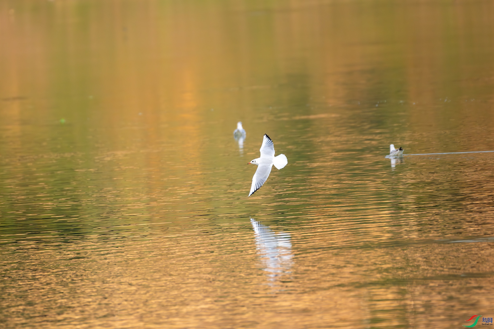 DSC_4941-����ǿ-NR 0.jpg