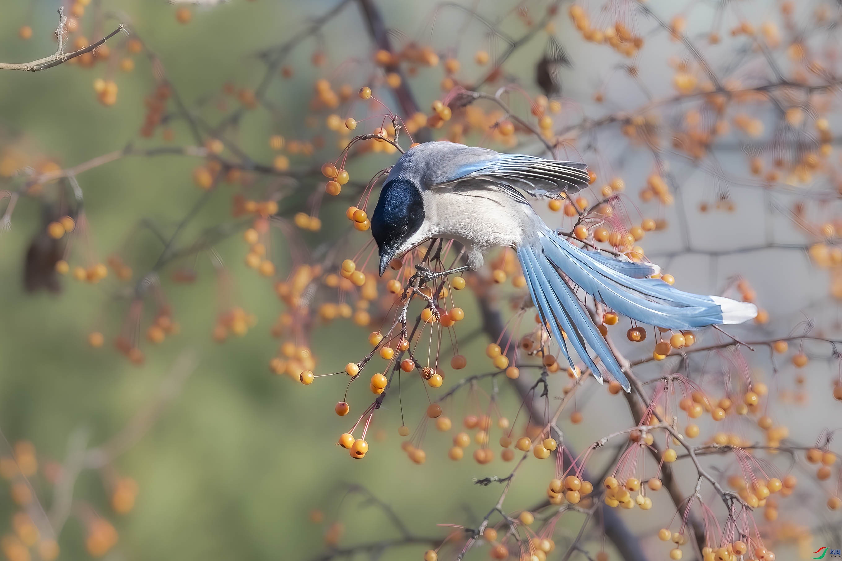 DSC_7183 ����.jpg