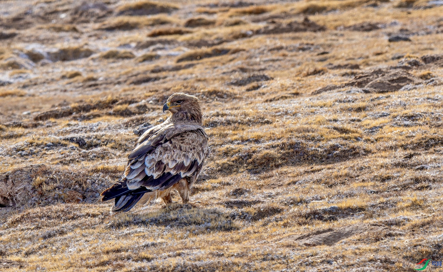 ��ԭ�� (1)-01.jpg