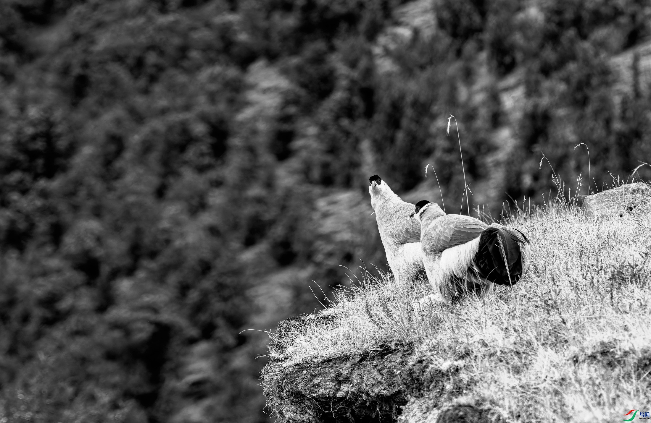 ������ (415)-01-01.jpg