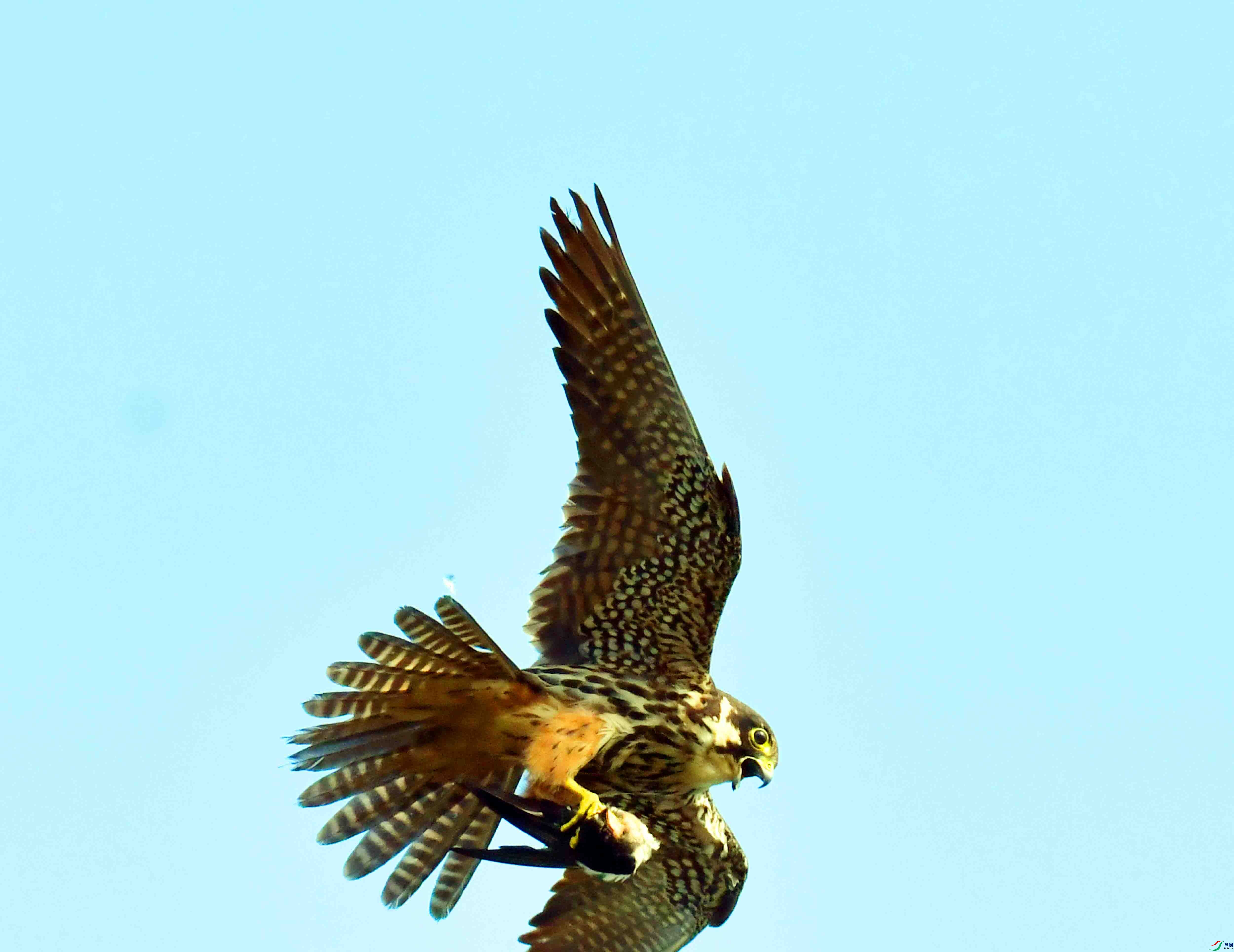 DSC_1439.JPG