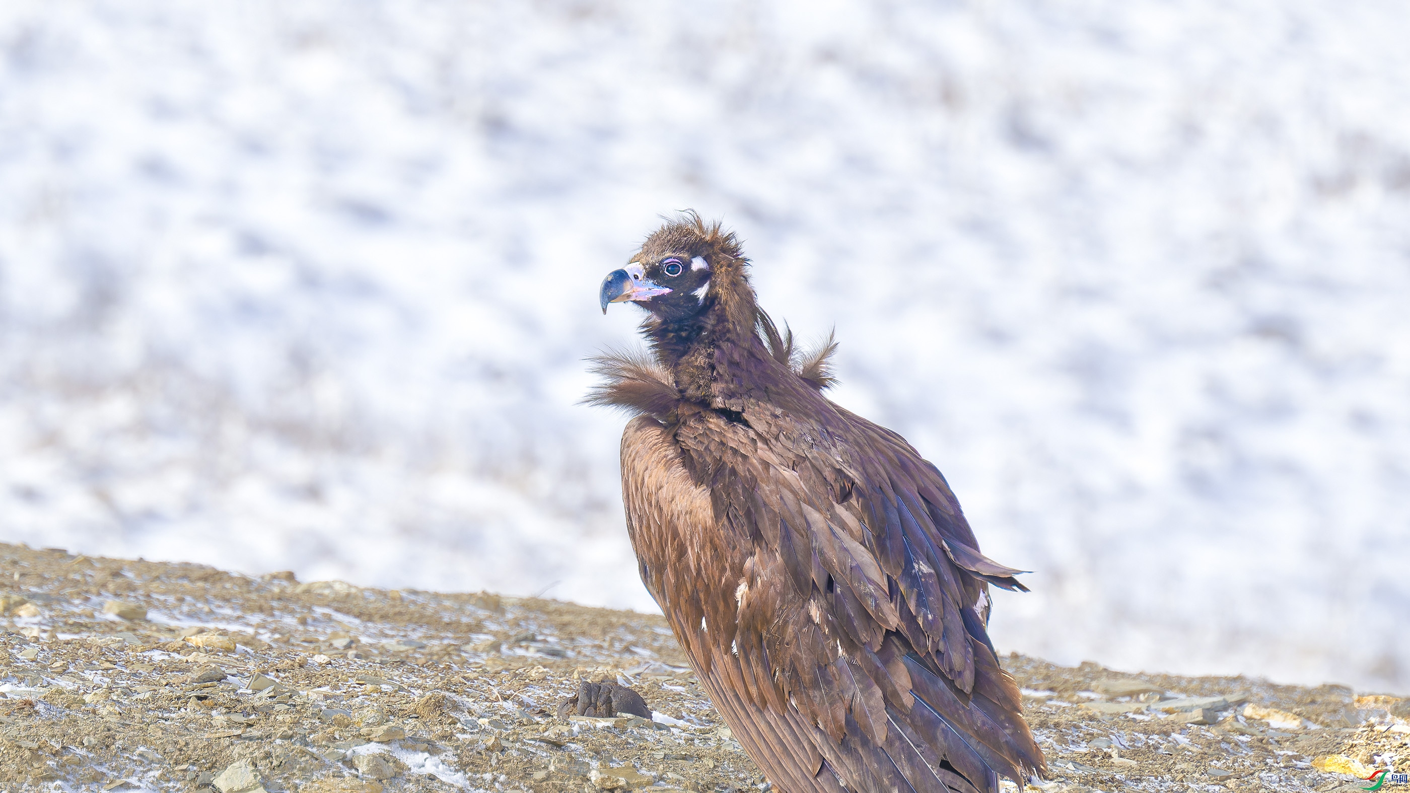 DSC_2100_DxO.jpg