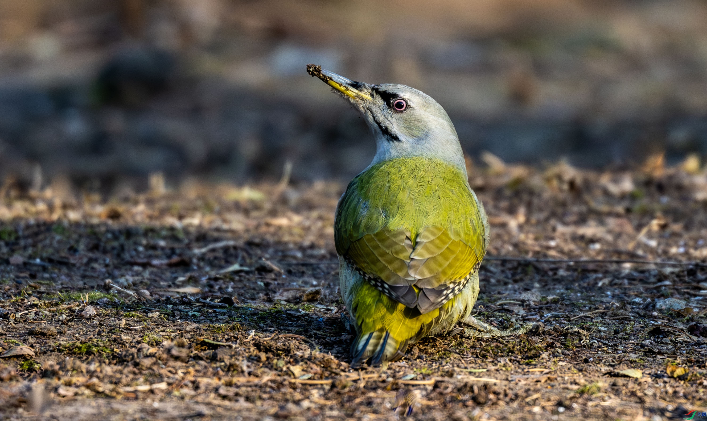 ��ͷ����ľ��