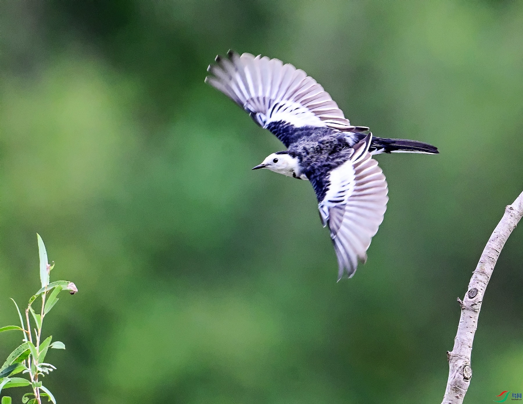 DSC_5515---_conew1.jpg