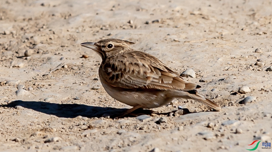 IMGL9901 ��ͷ����.jpg