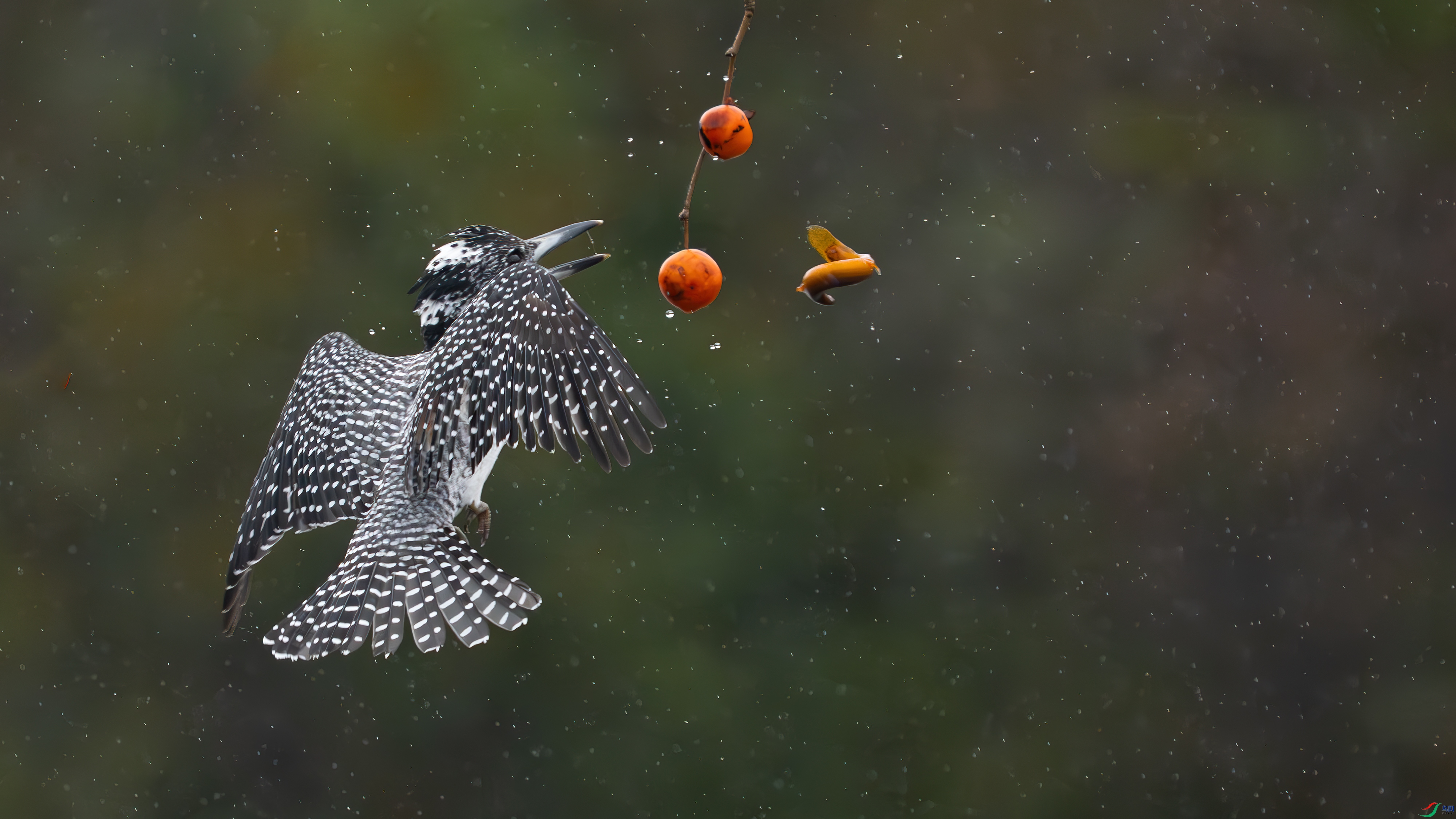 _DSC2515 ����.jpg