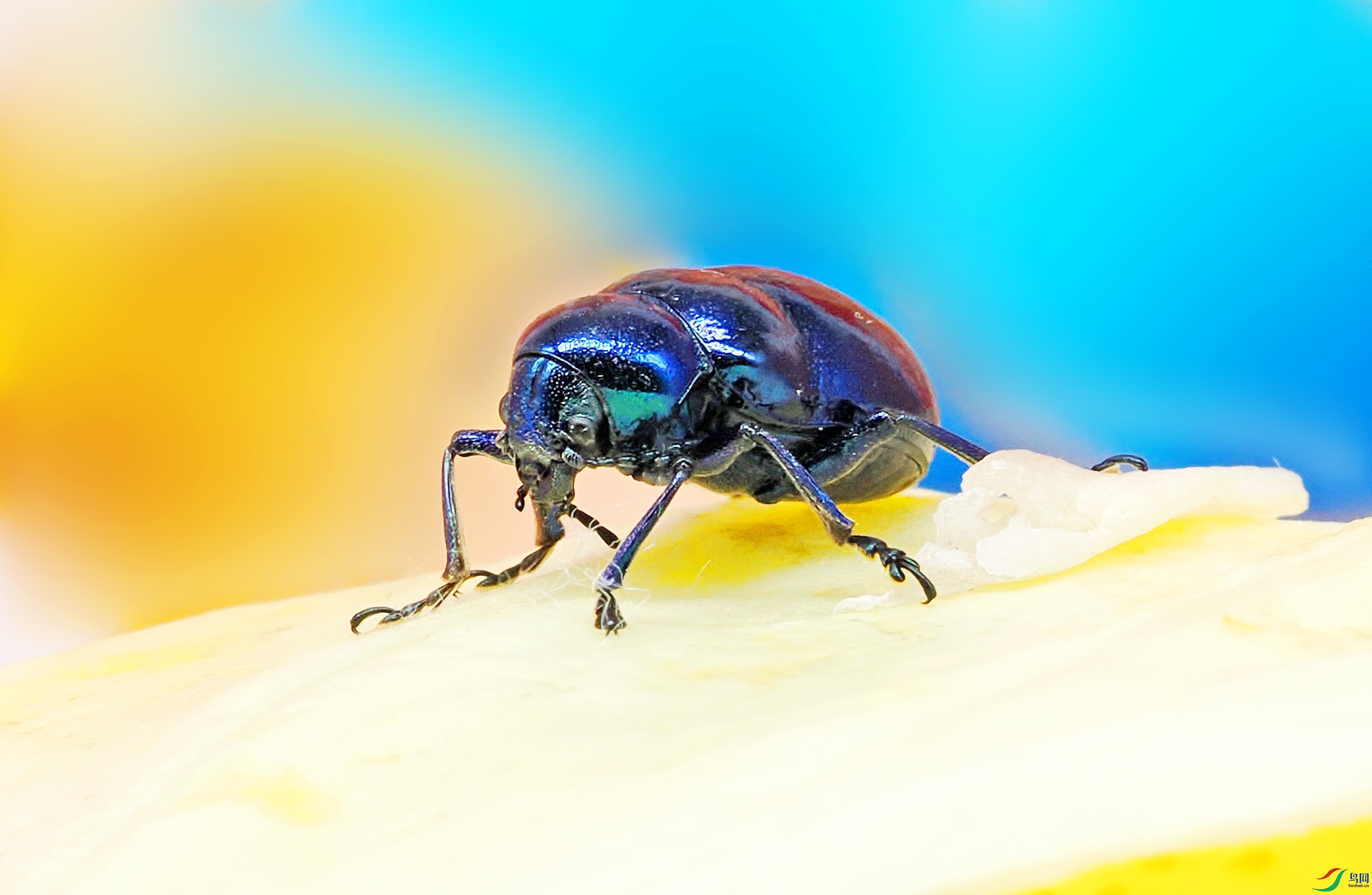 P6180047 ����.jpg