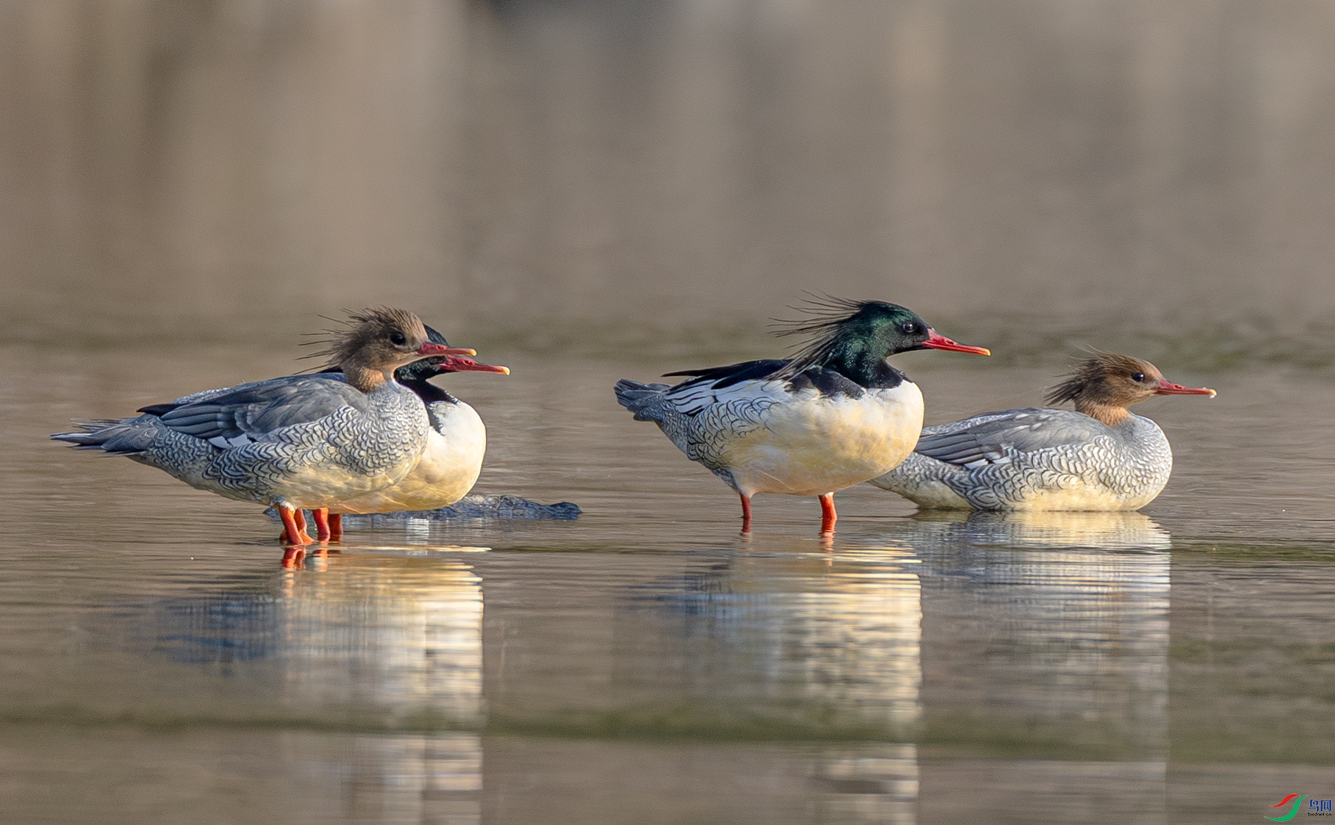 A46I6258-����ǿ-NR ����.jpg