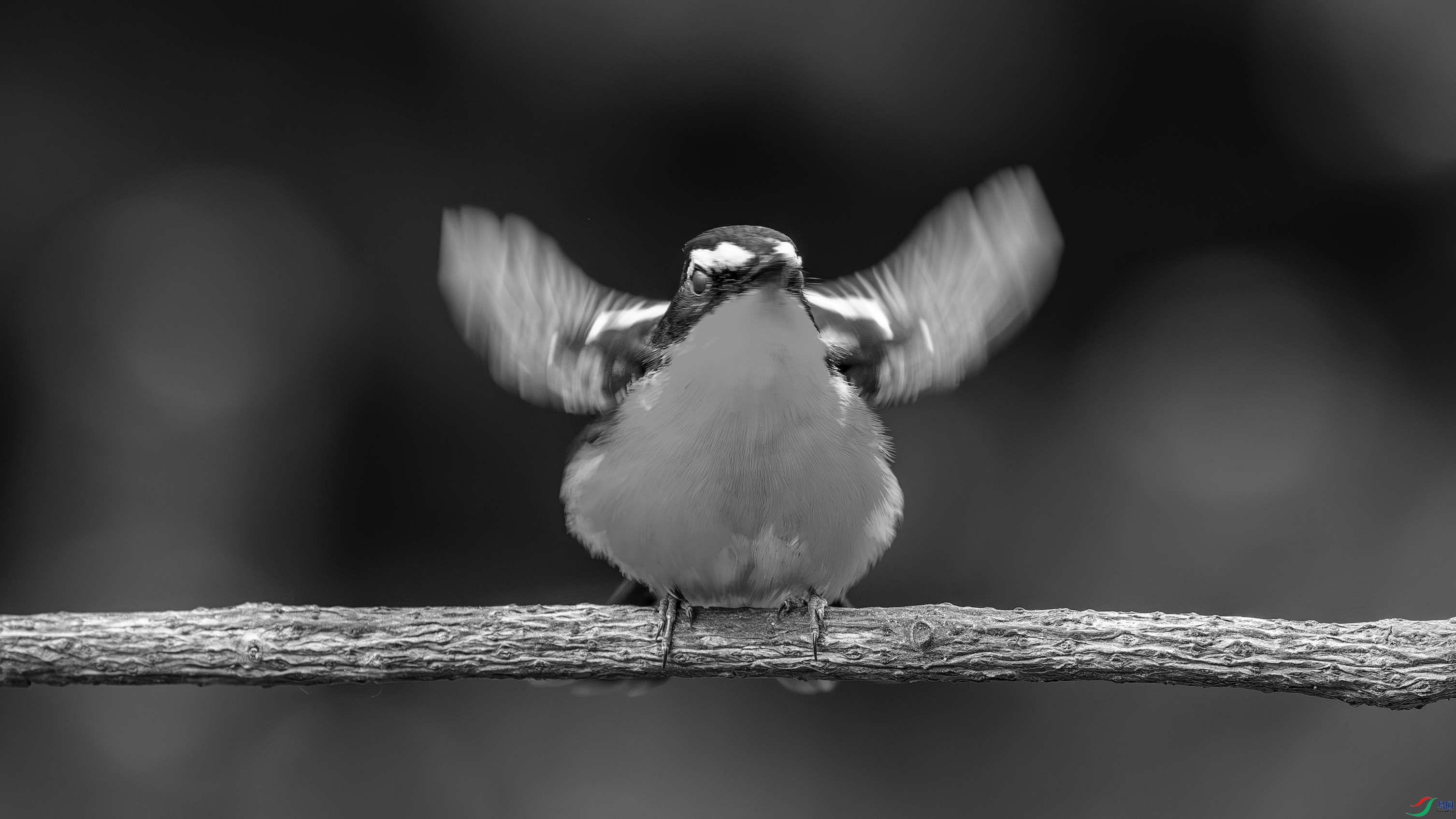 DSC05018-h.jpg
