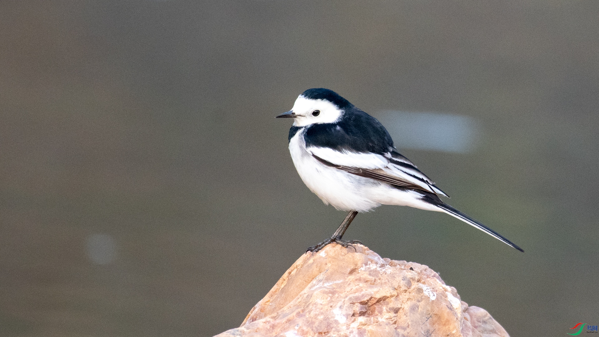 DSC_2252.jpg