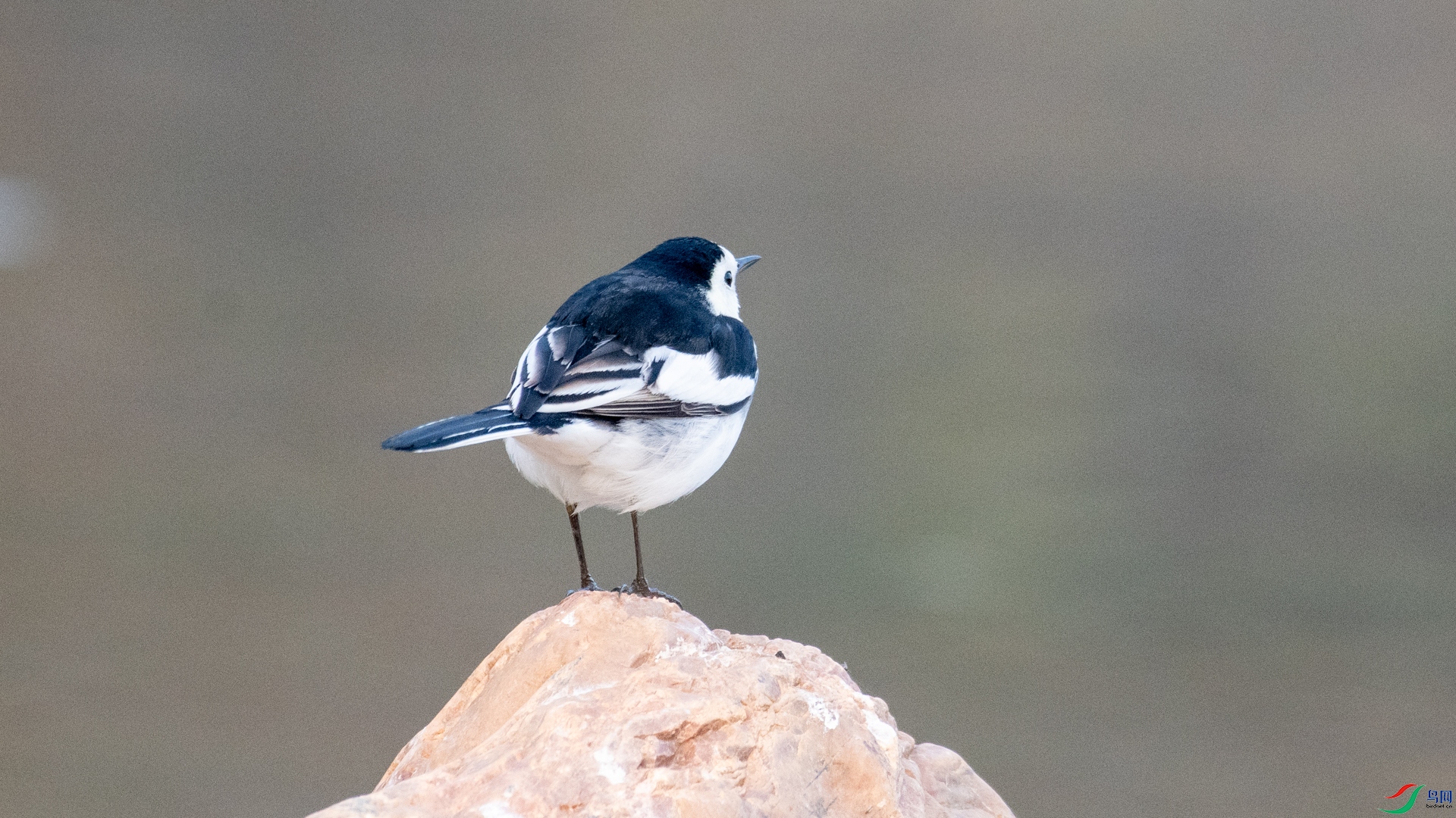 DSC_2253.jpg