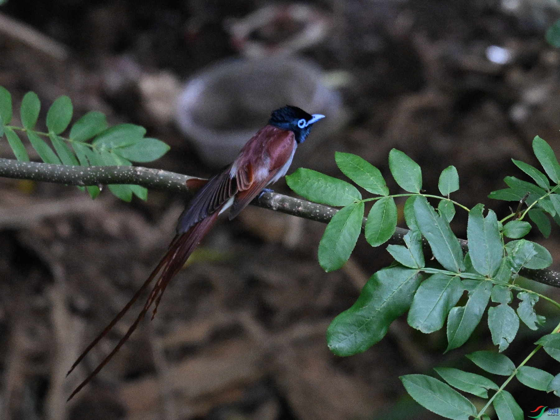 DSC_8195.JPG