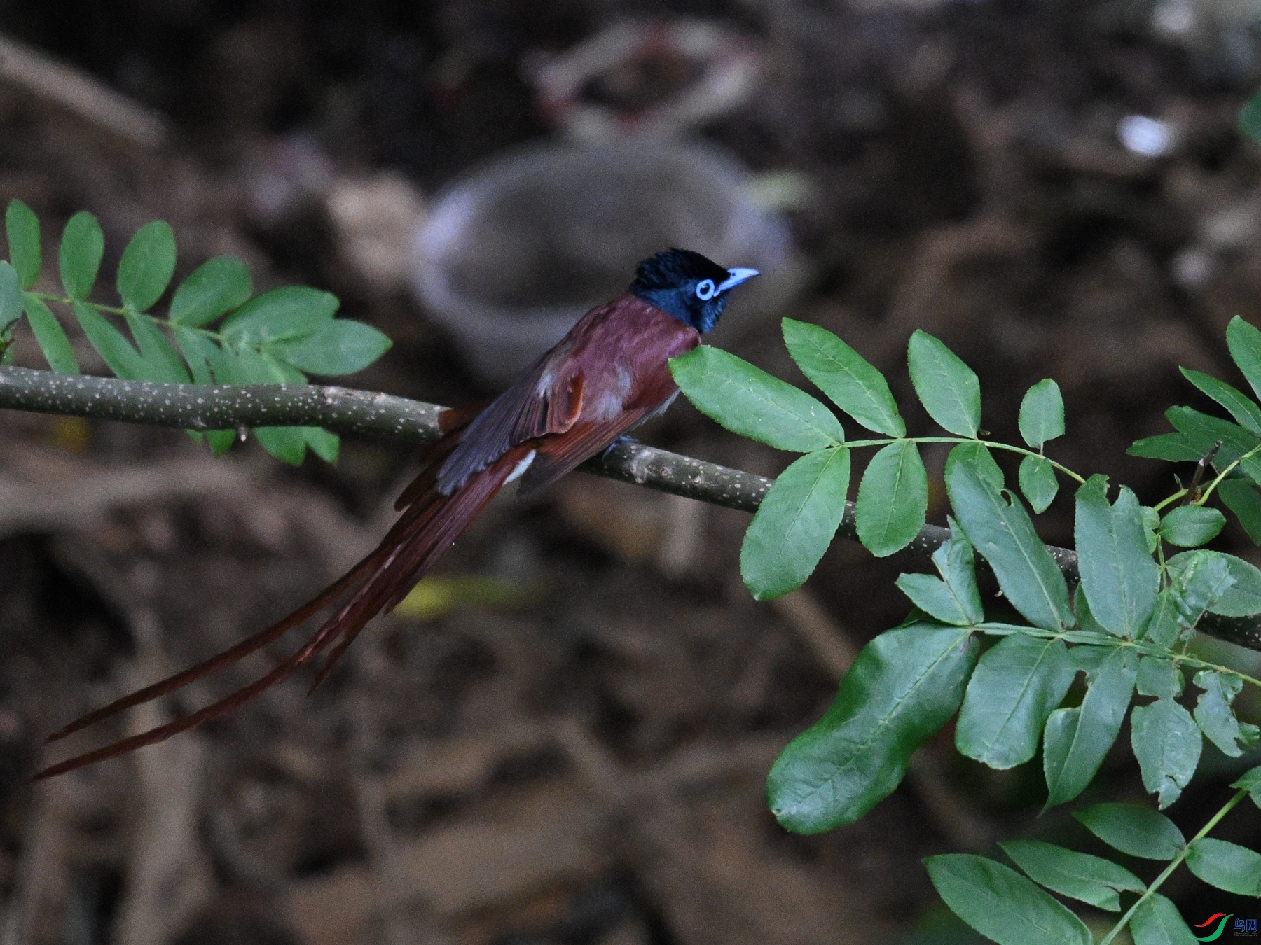 DSC_8182.JPG