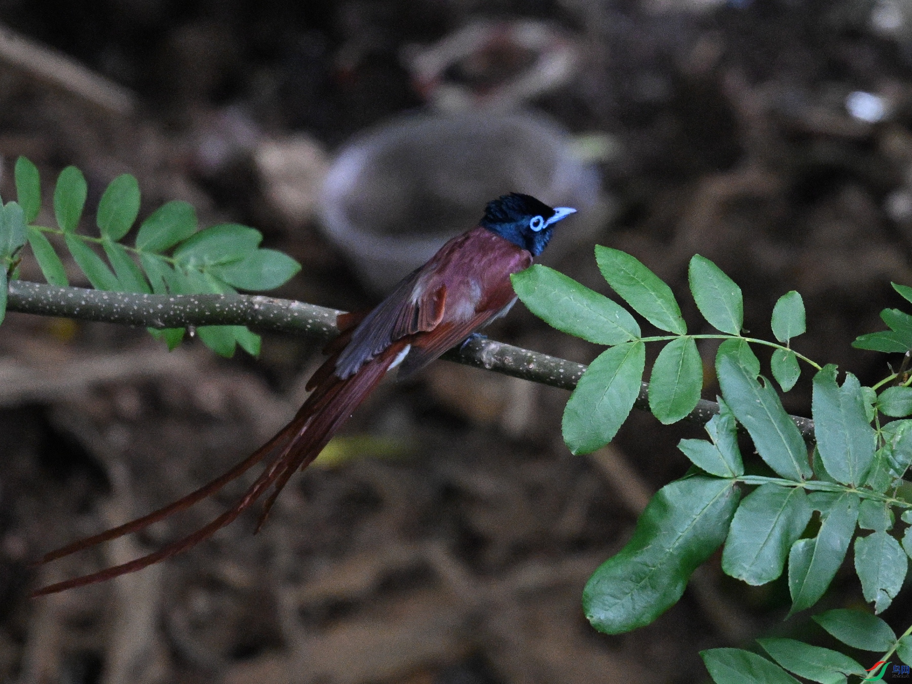 DSC_8184.JPG