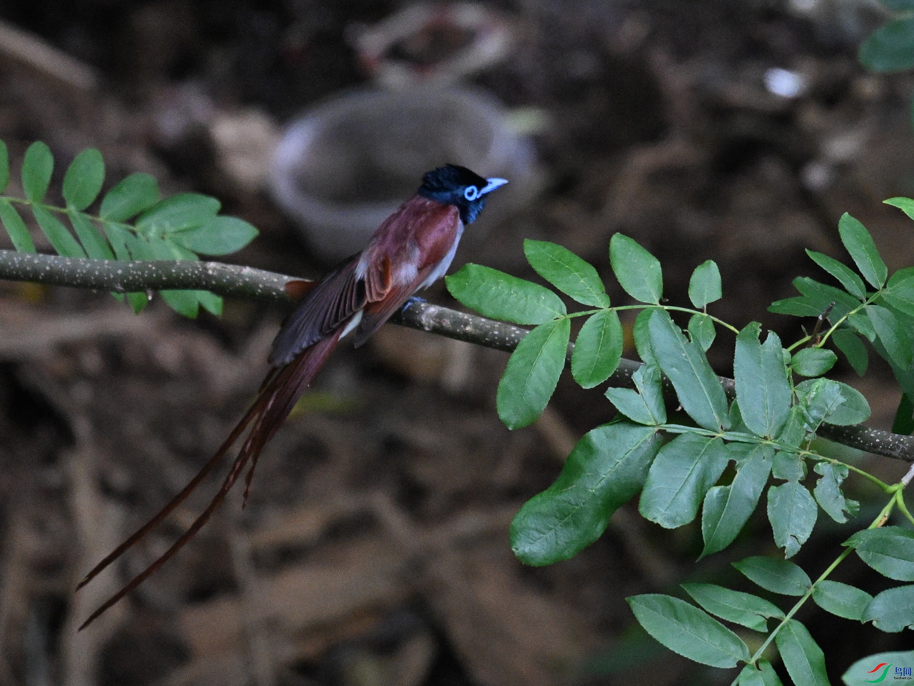 DSC_8194.JPG