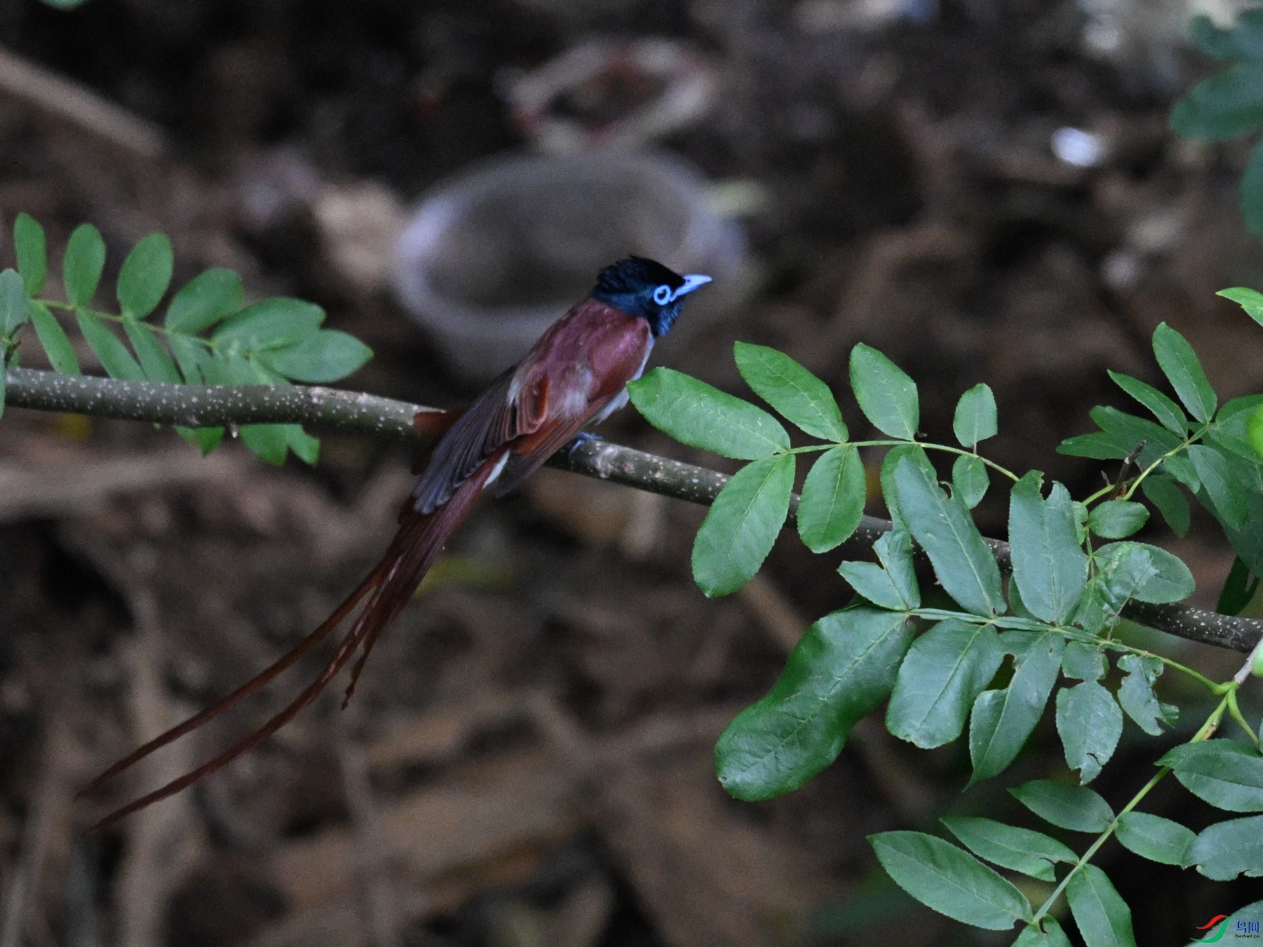 DSC_8190.JPG