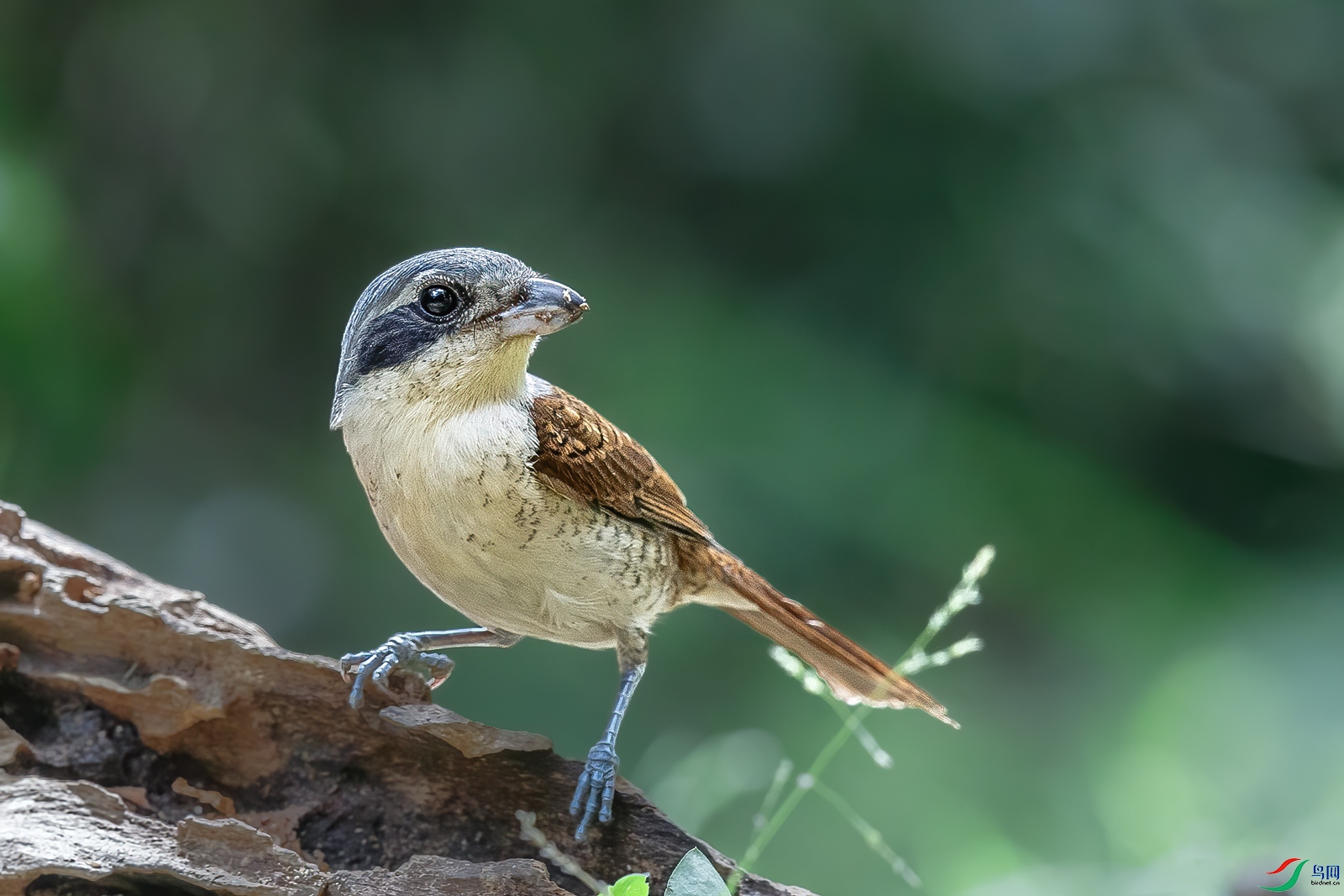 ���Ʋ���BJ1R7797-1.jpg