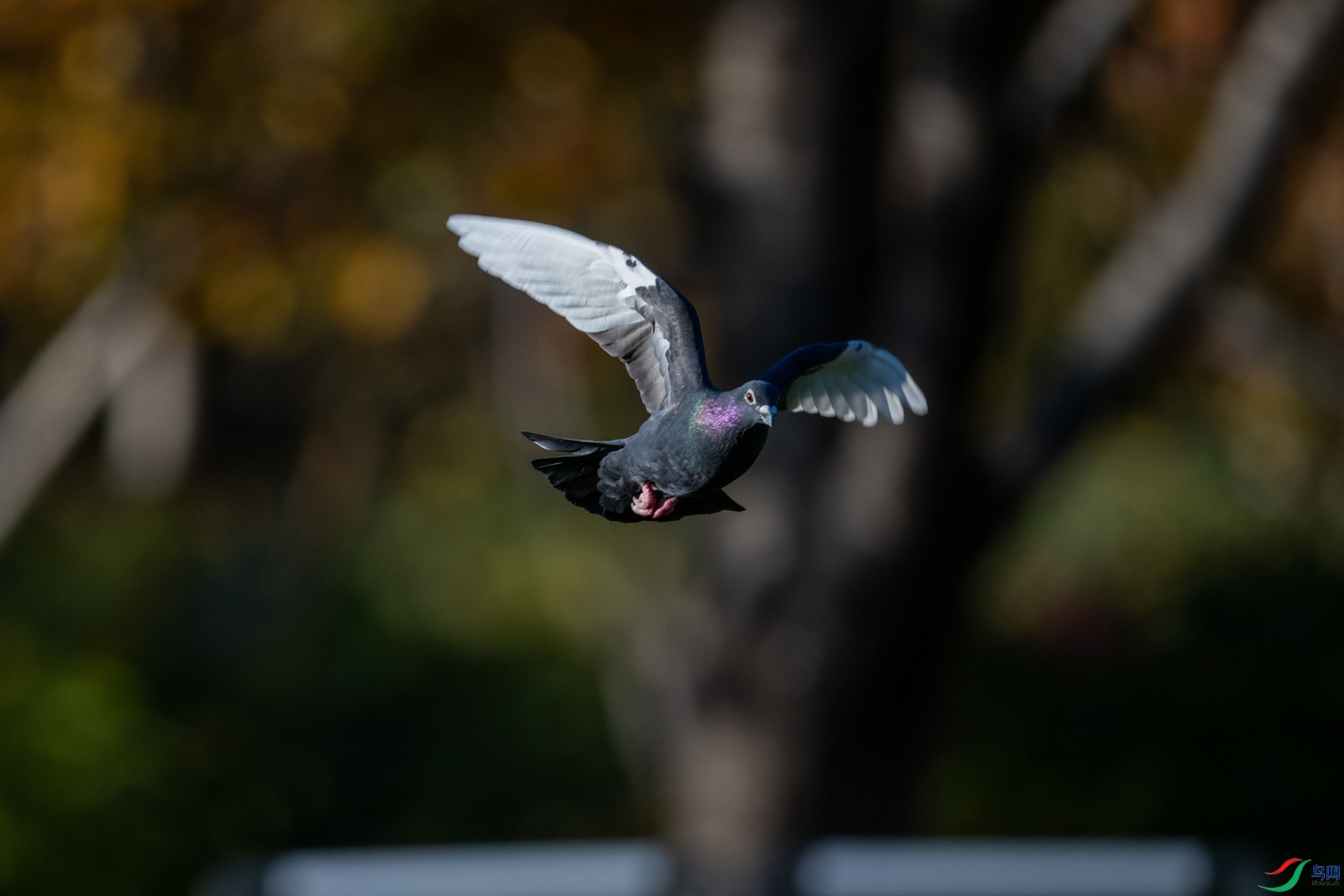 DSC_7685_1.jpg