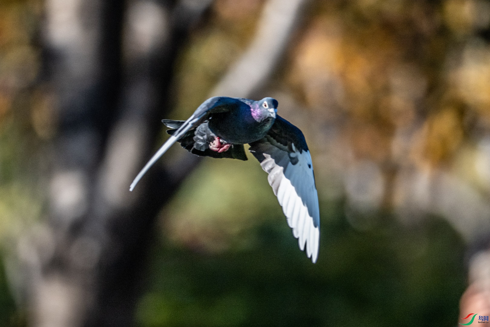 DSC_7687.jpg