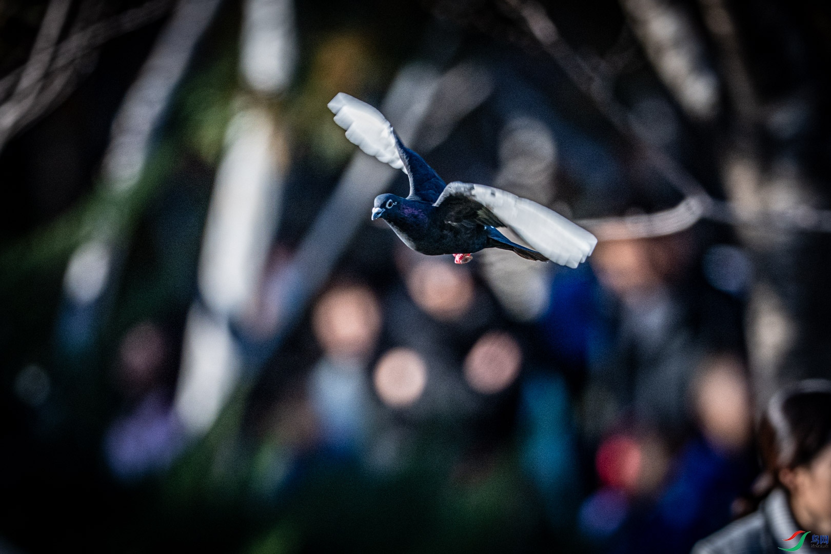 DSC_7696_1.jpg