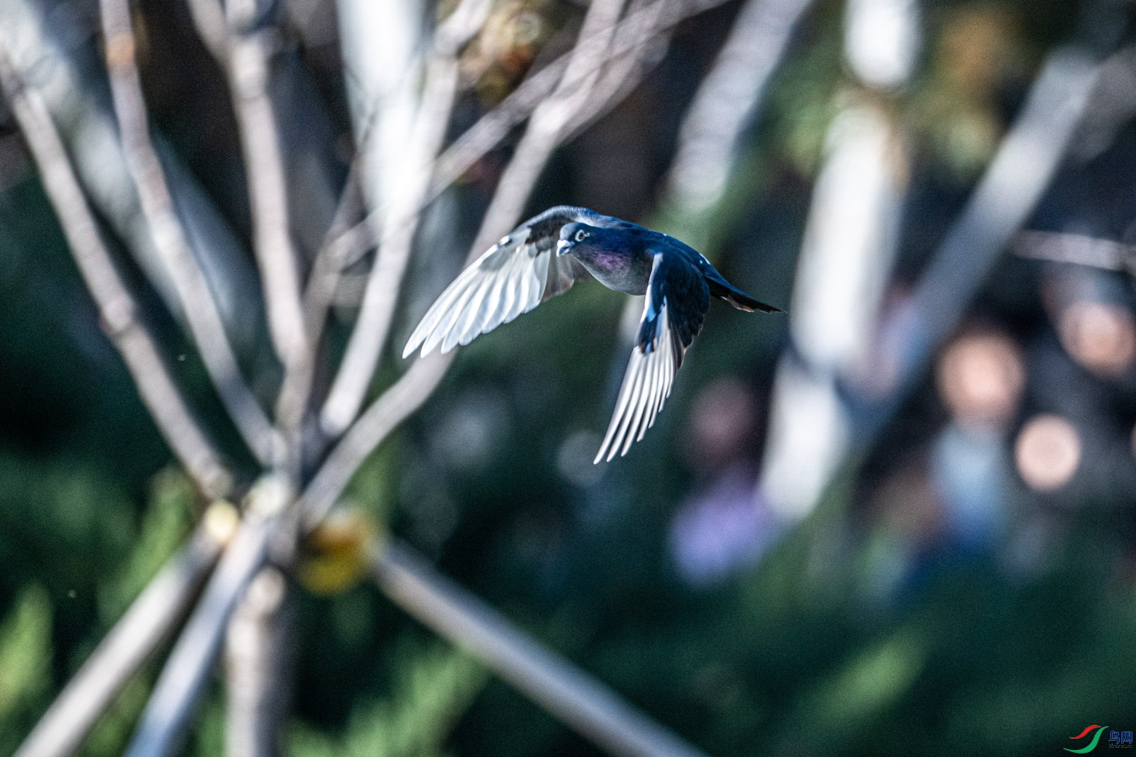 DSC_7698.jpg