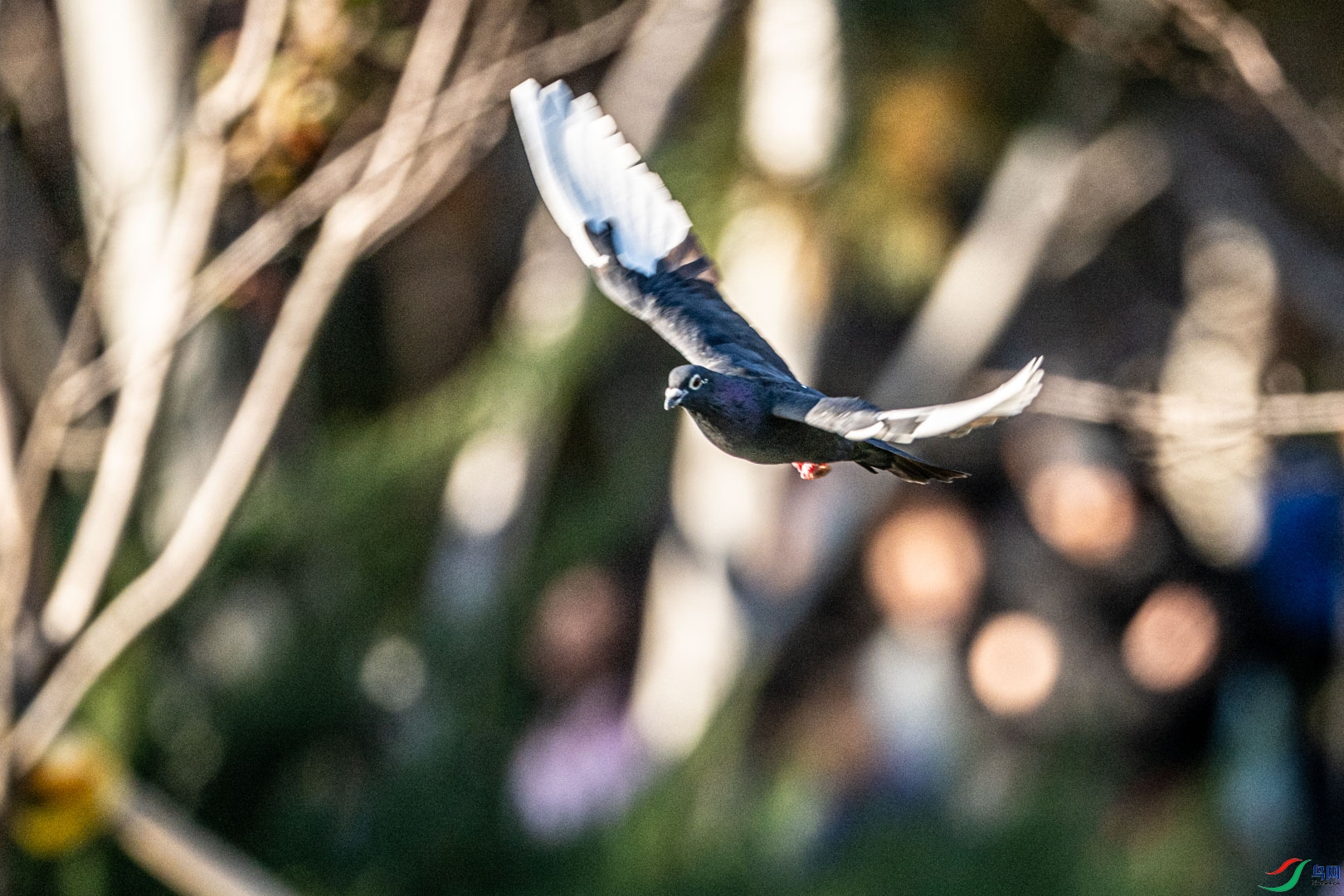 DSC_7697_1.jpg