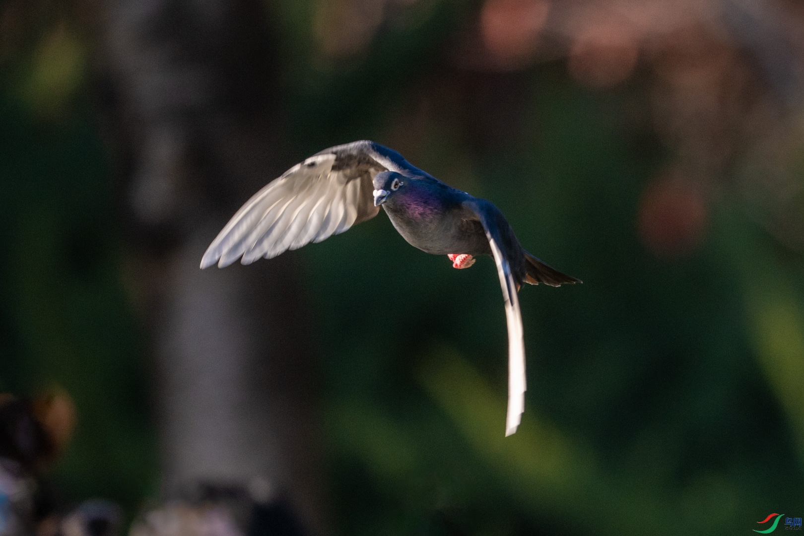 DSC_7703.jpg