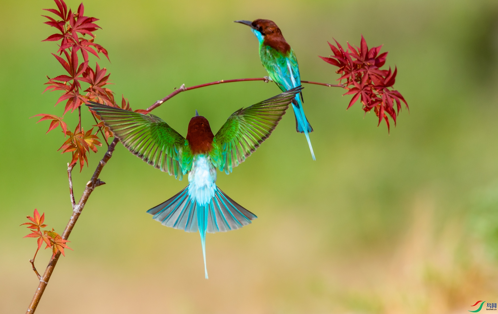 DSC_�����仢 1- ���� 1.jpg